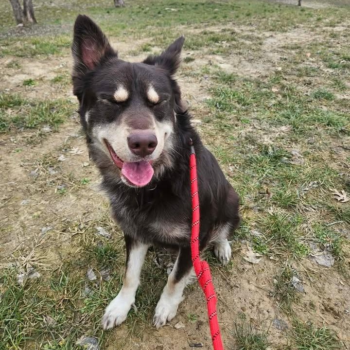 Lincoln, a ADOPTABLE mixed breed in Shepherdsville, KY image 2/6