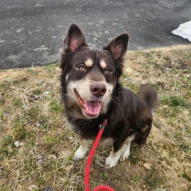 Lincoln, a ADOPTABLE mixed breed in Shepherdsville, KY image 6/6