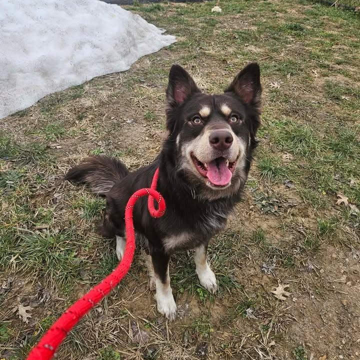 Lincoln, ADOPTABLE, Adult Male Collie.