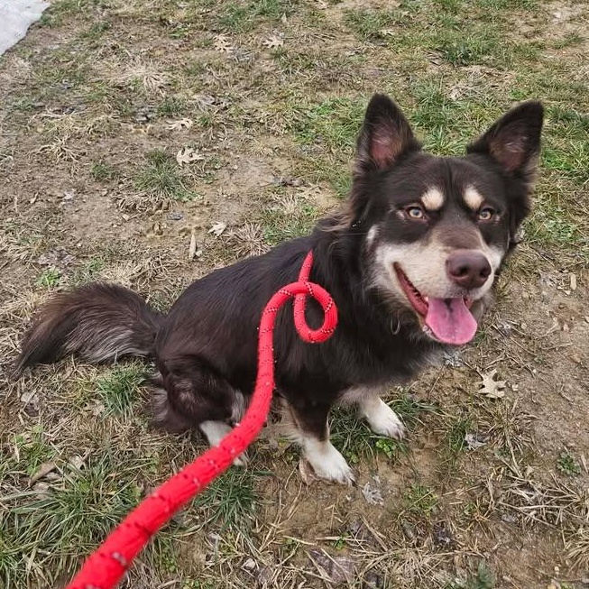 Lincoln, a ADOPTABLE mixed breed in Shepherdsville, KY image 3/6