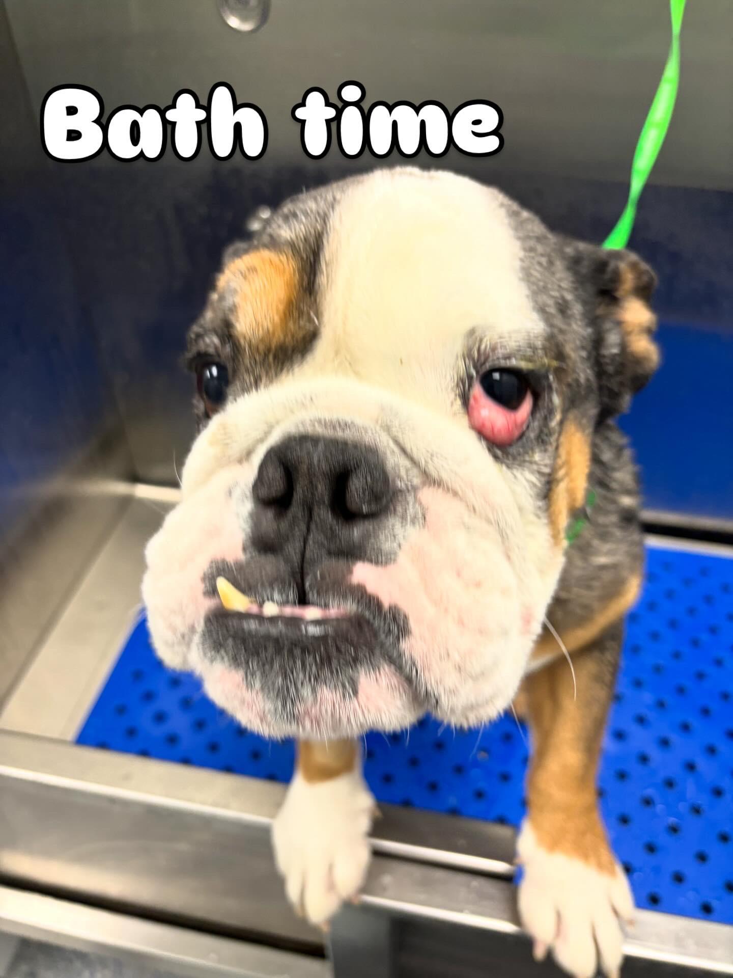 Enlarge Cassius, a Adoptable Bulldog in Las Vegas, NV image 1/5