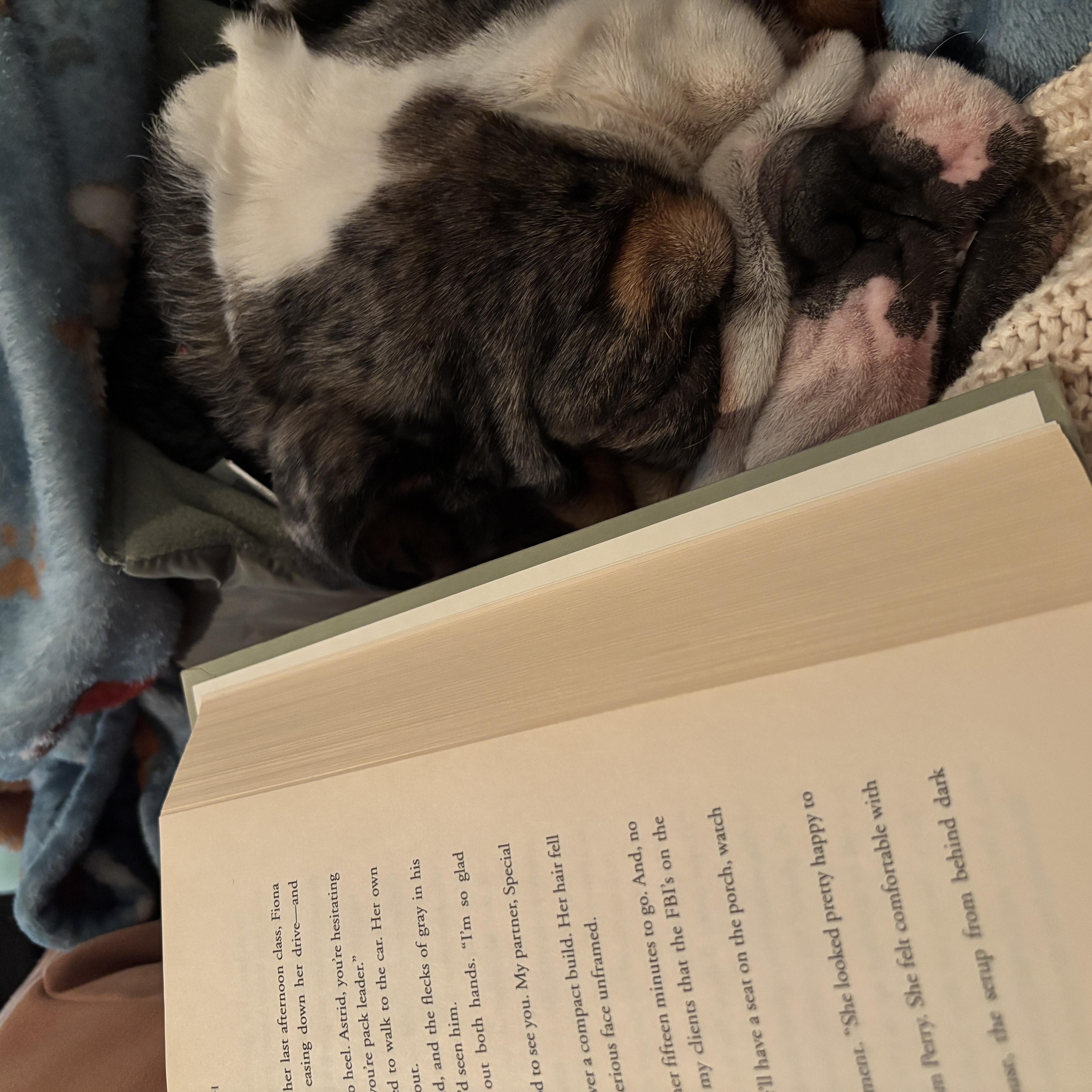 Enlarge Cassius, a Adoptable Bulldog in Las Vegas, NV image 5/6