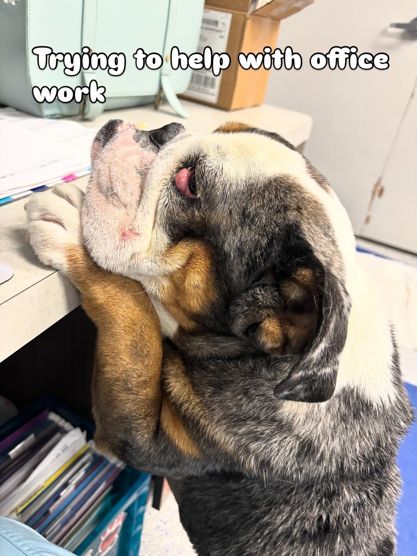 Enlarge Cassius, a Adoptable Bulldog in Las Vegas, NV image 2/5