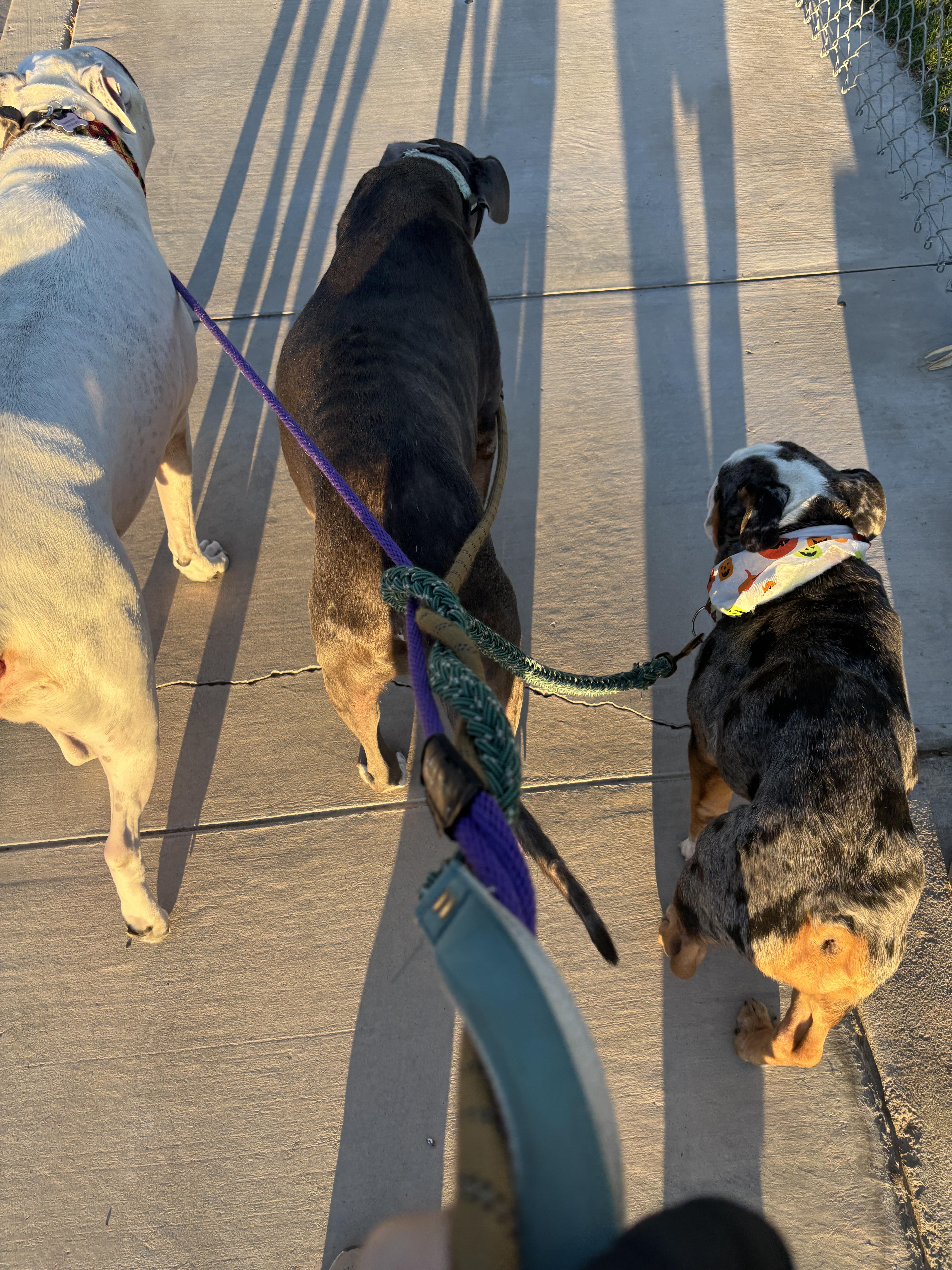 Enlarge Cassius, a Adoptable Bulldog in Las Vegas, NV image 3/5