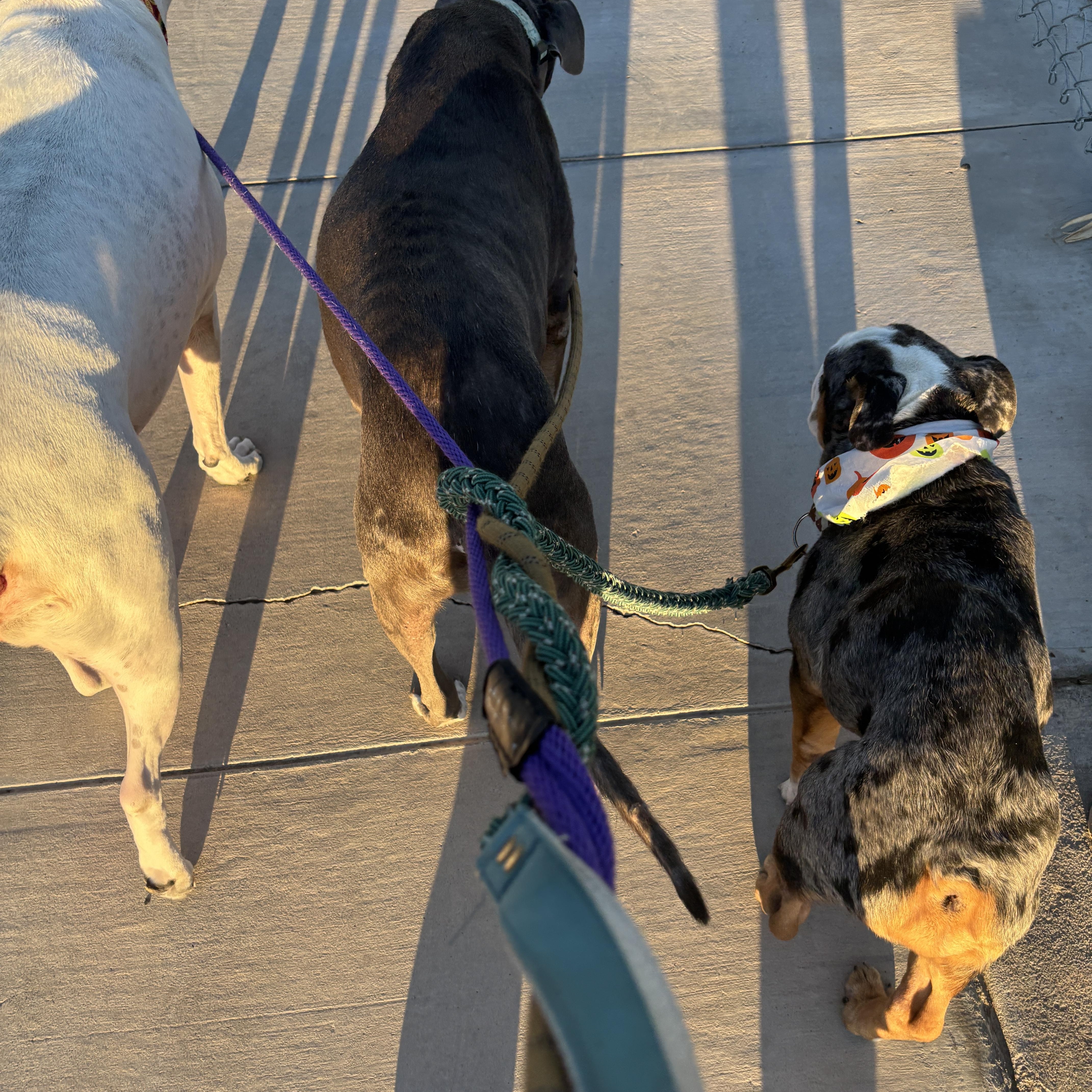 Enlarge Cassius, a Adoptable Bulldog in Las Vegas, NV image 3/6