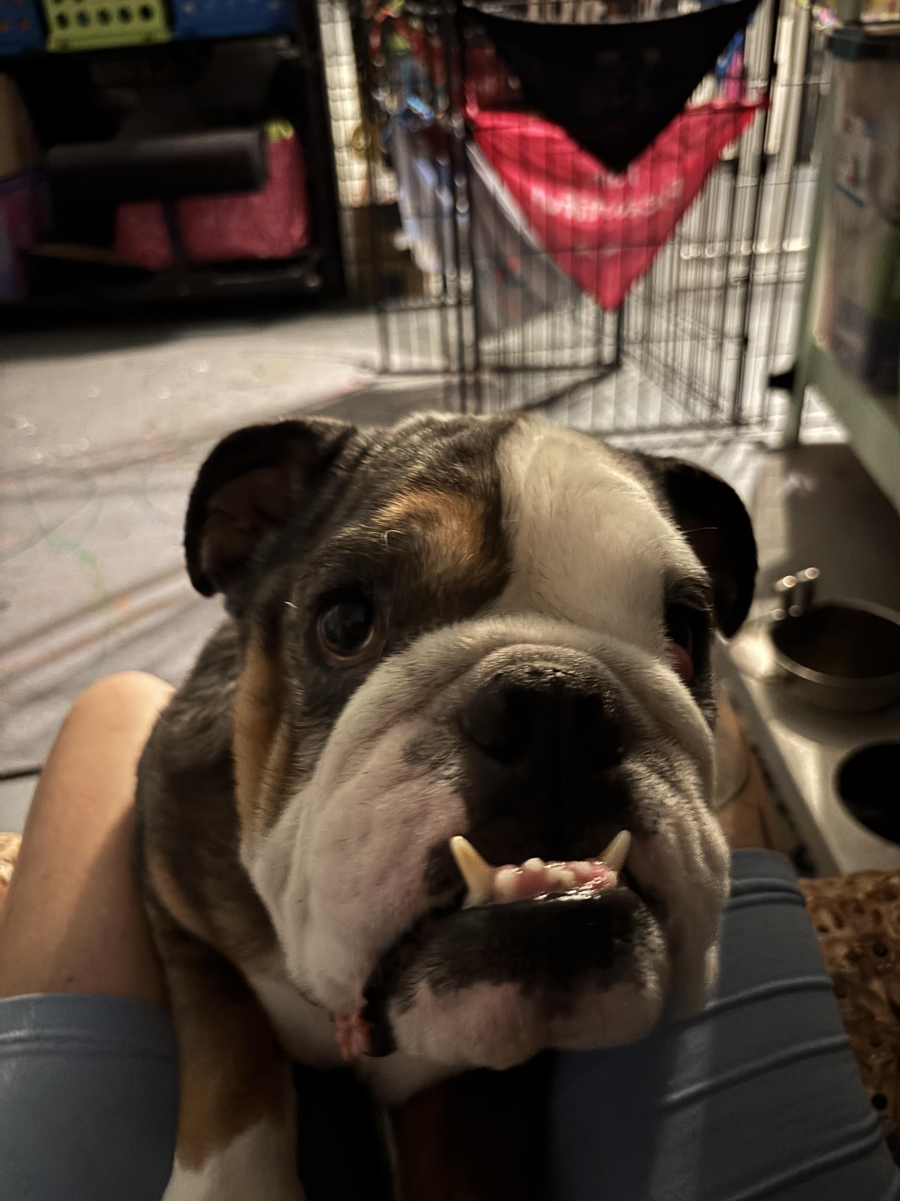 Cassius, Adoptable, Young Male Bulldog.