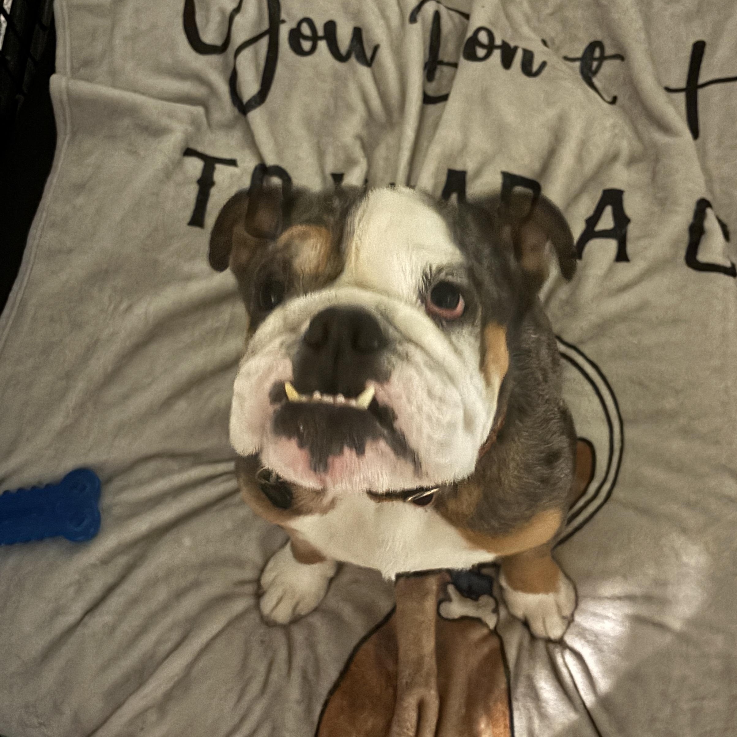 Enlarge Cassius, a Adoptable Bulldog in Las Vegas, NV image 1/6