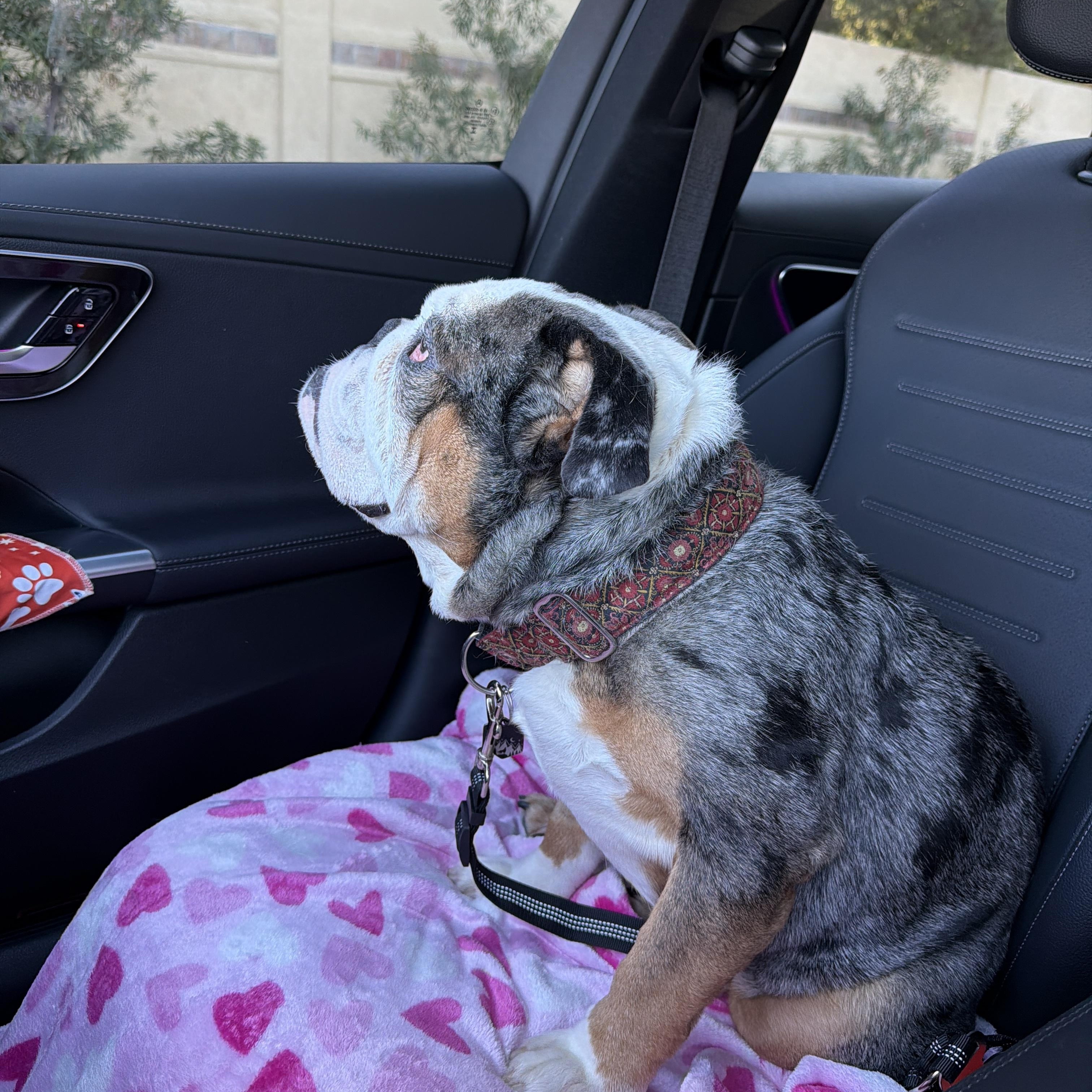 Enlarge Cassius, a Adoptable Bulldog in Las Vegas, NV image 5/6