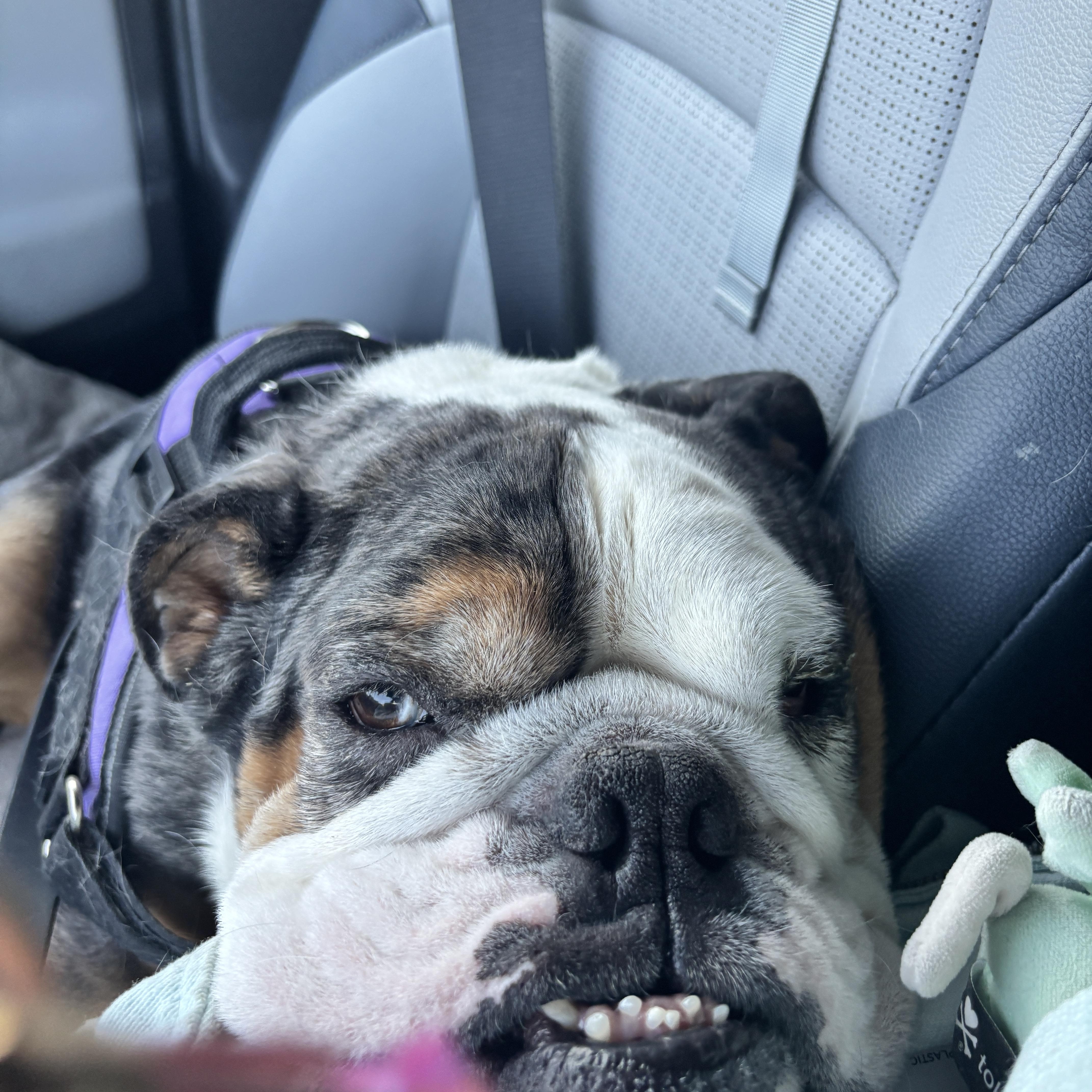 Enlarge Cassius, a Adoptable Bulldog in Las Vegas, NV image 6/6