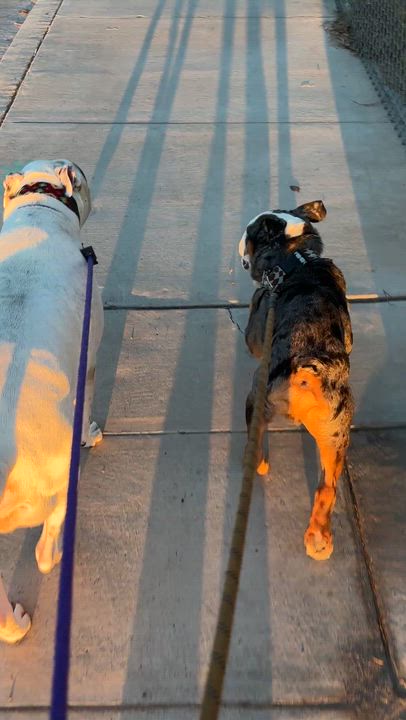 Enlarge Cassius, a Adoptable Bulldog in Las Vegas, NV video 5/5