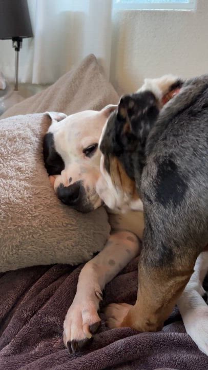 Enlarge Cassius, a Adoptable Bulldog in Las Vegas, NV video 6/6