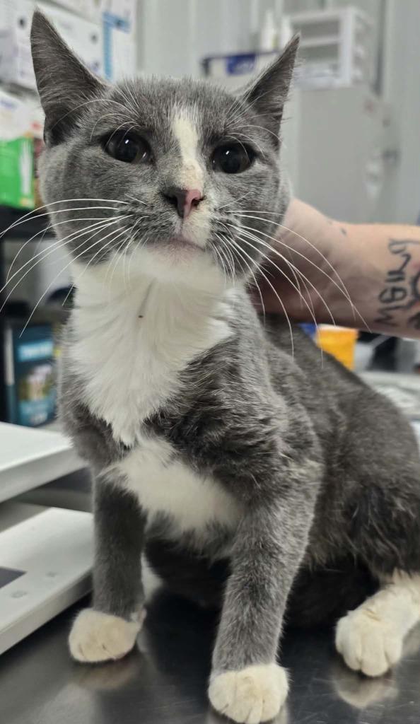 Enlarge Vernon, a Adopted mixed breed in Hillsdale, IN image 1/1