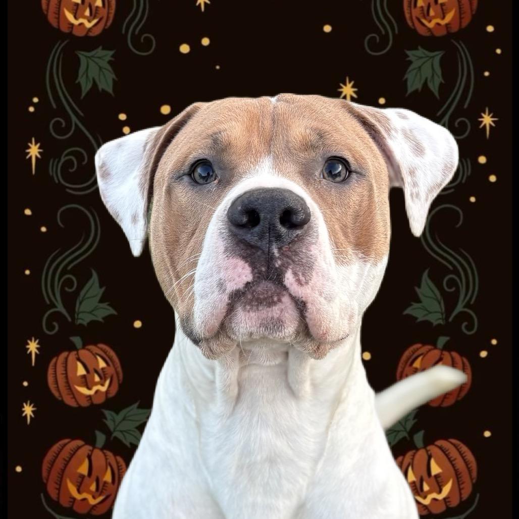 Enlarge Mason, a Adoptable Pit Bull Terrier in Nashville, IN image 1/4