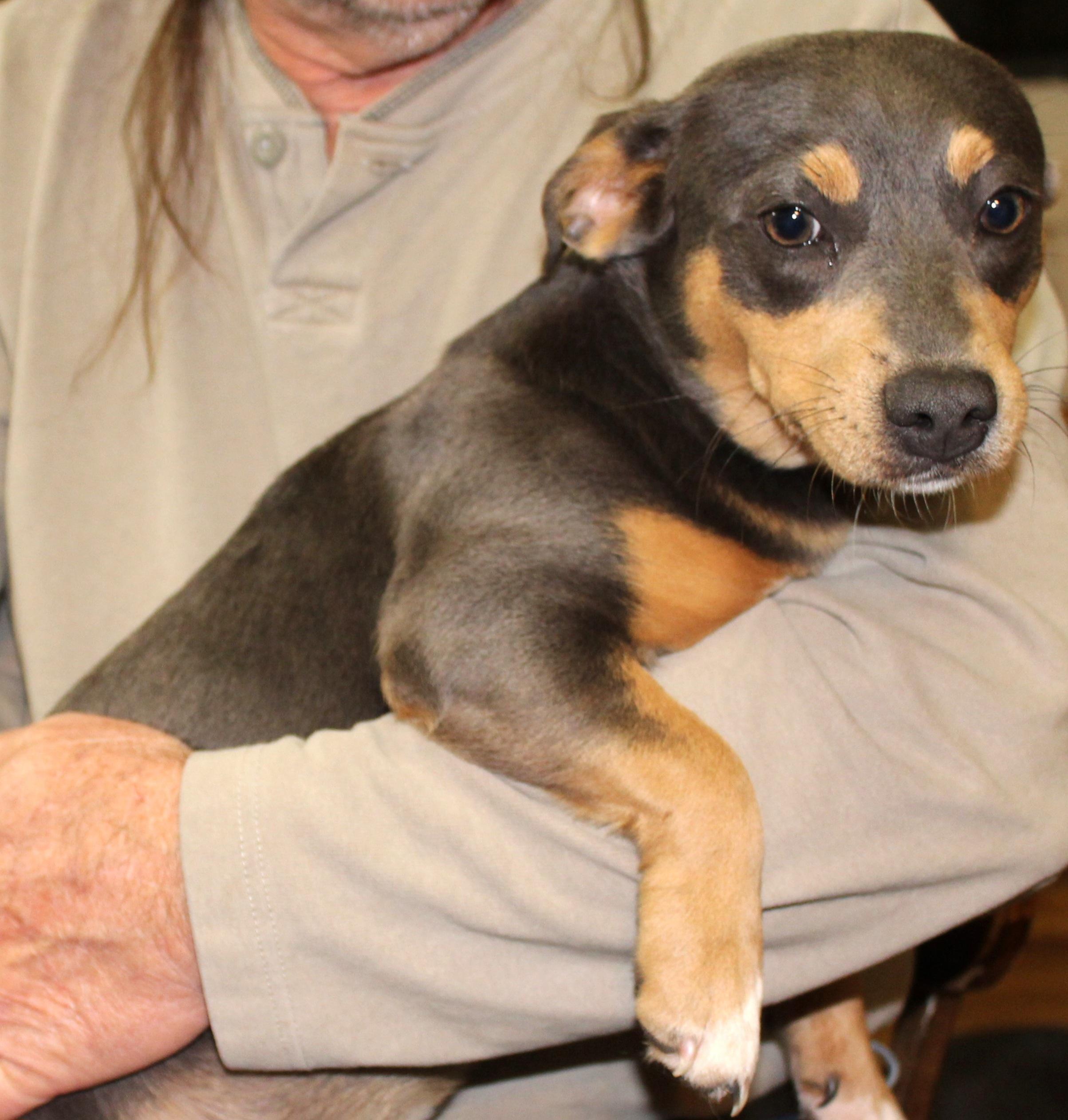 Enlarge Noel, a ADOPTABLE mixed breed in Elwood, NJ image 1/2