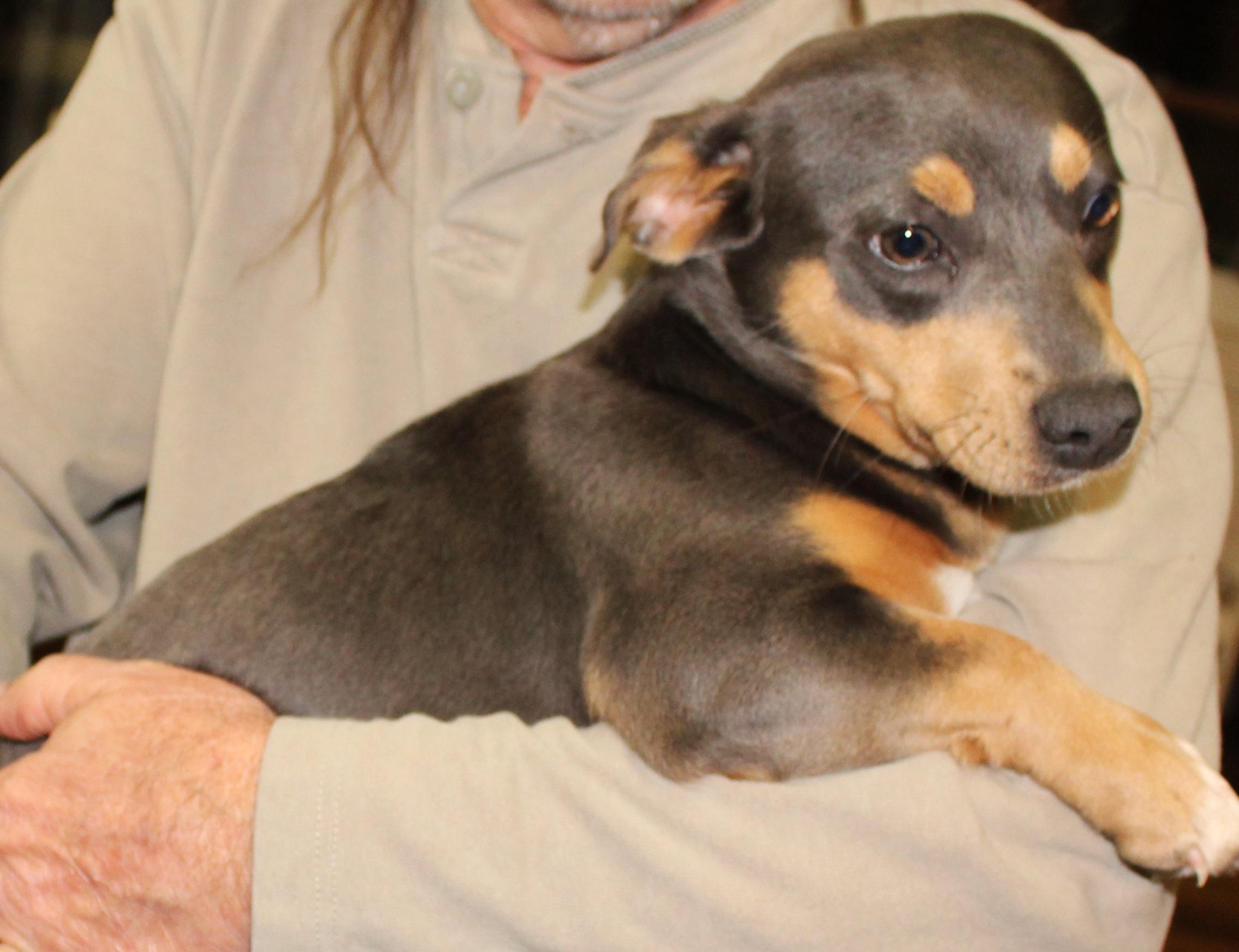 Enlarge Noel, a ADOPTABLE mixed breed in Elwood, NJ image 2/2