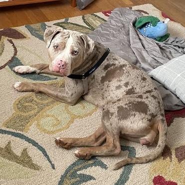 Icey, Adoptable, Adult Female Pit Bull Terrier.