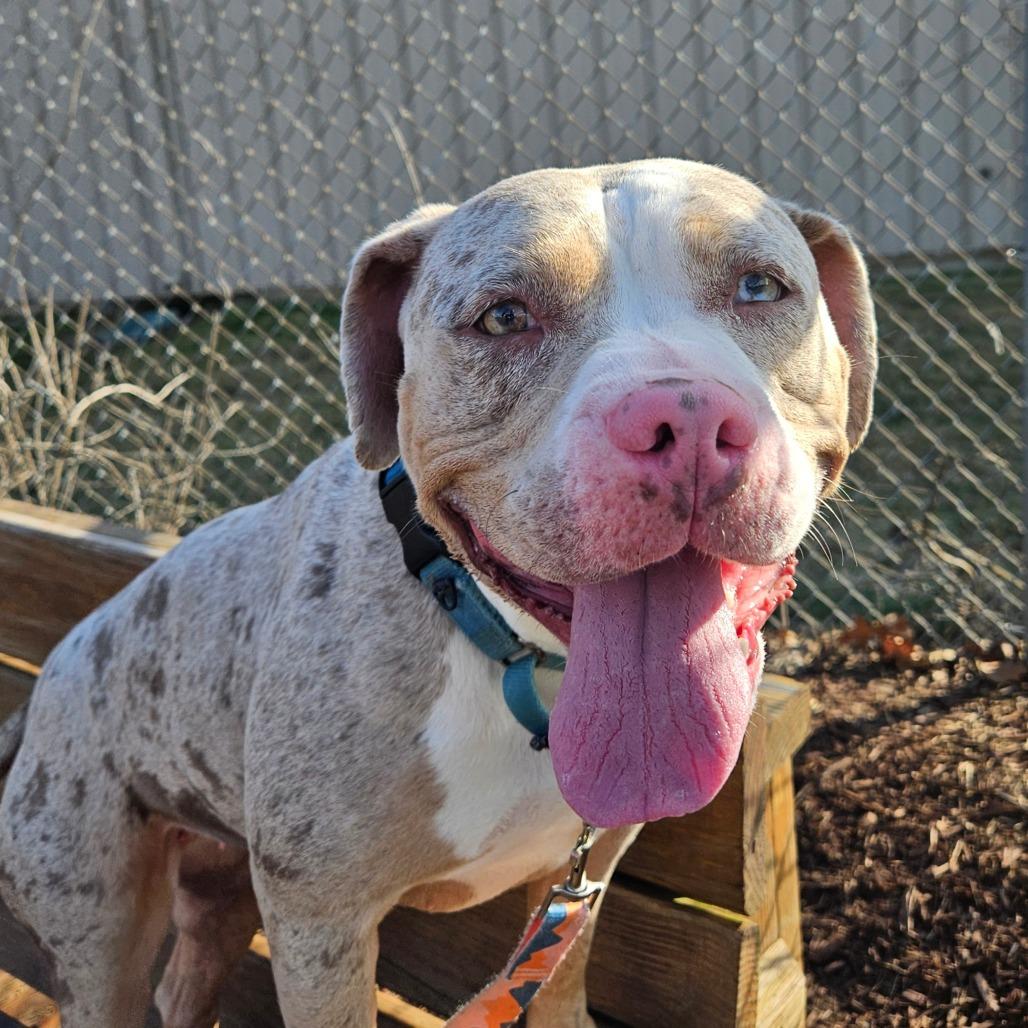 Icey — thumbnail 3