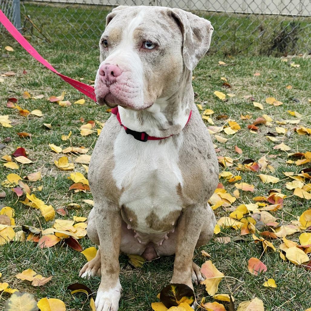 Icey — thumbnail 4