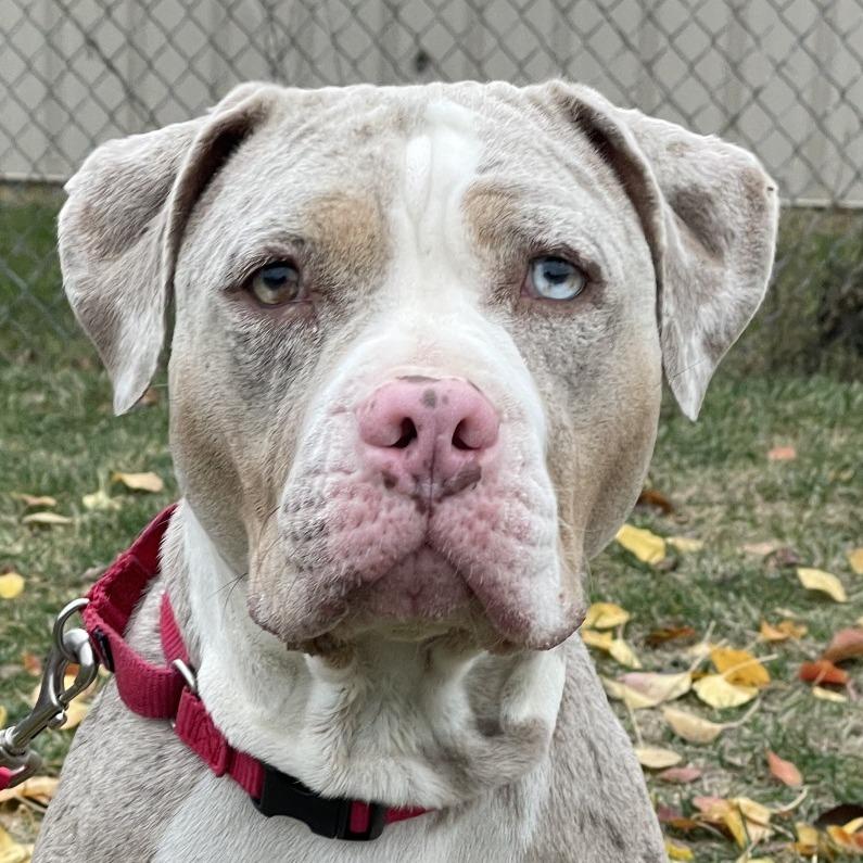 Icey — thumbnail 5