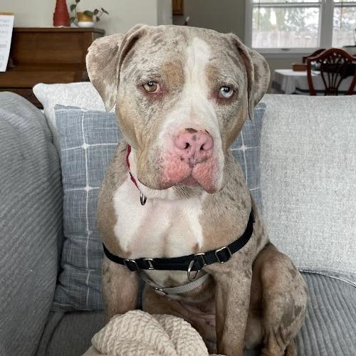 Icey — thumbnail 6