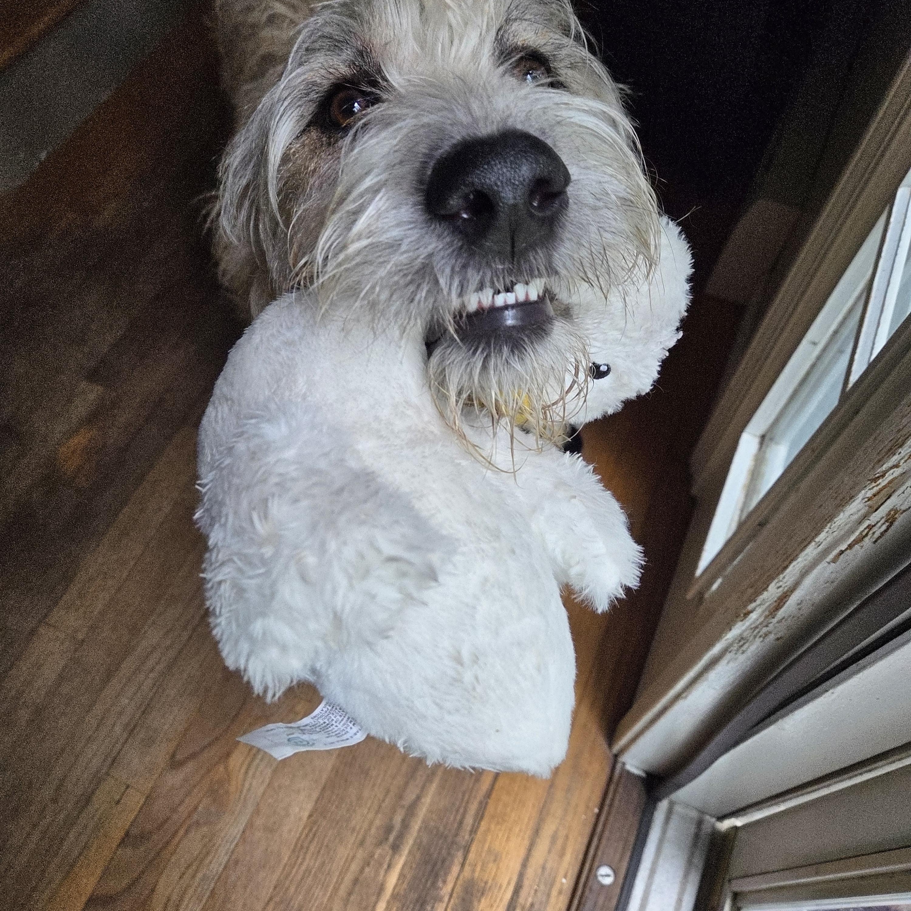 Enlarge Jessie, an adopted mixed breed in Guilford, CT image 2/6