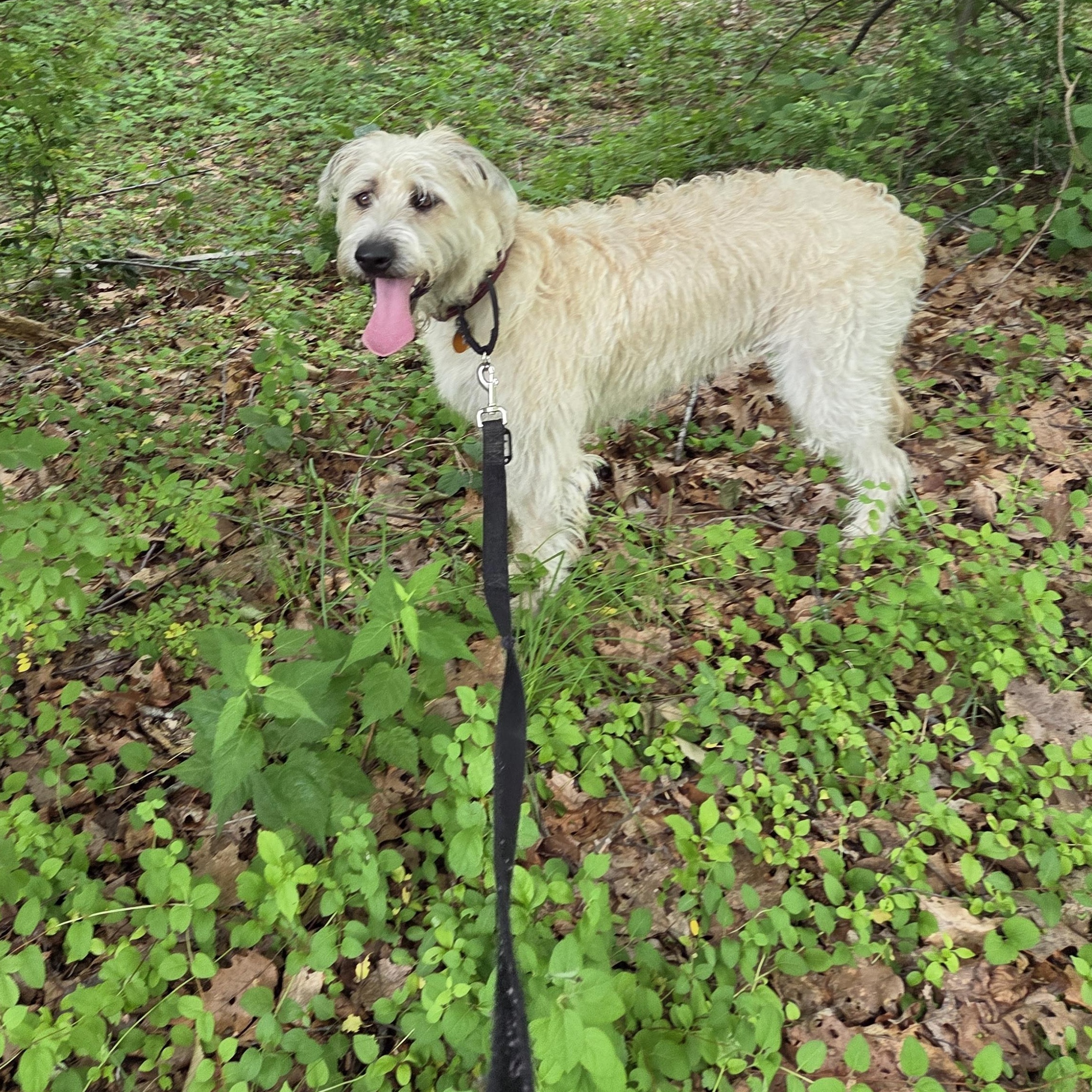 Enlarge Jessie, an adopted mixed breed in Guilford, CT image 5/6