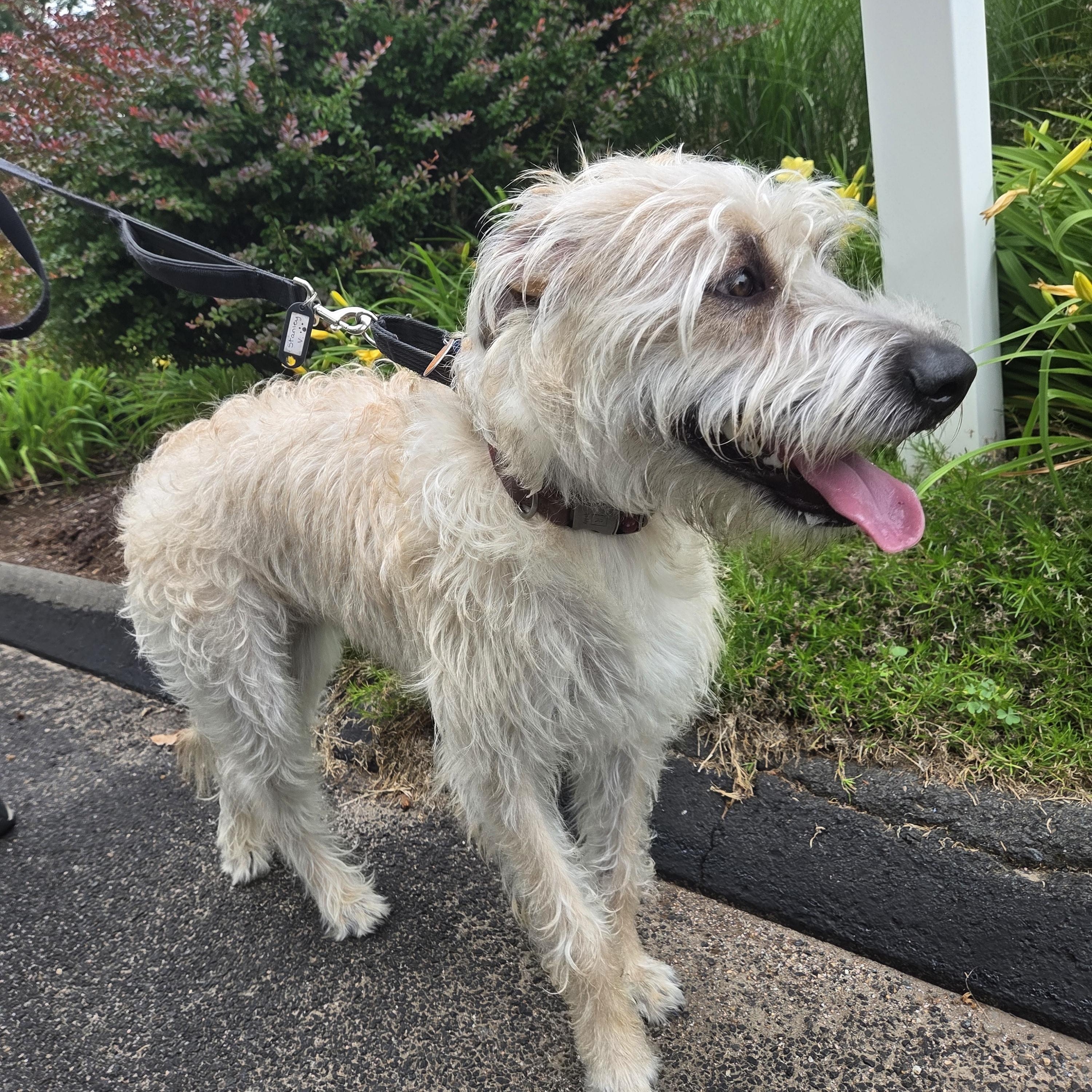 Enlarge Jessie, an adopted mixed breed in Guilford, CT image 1/6