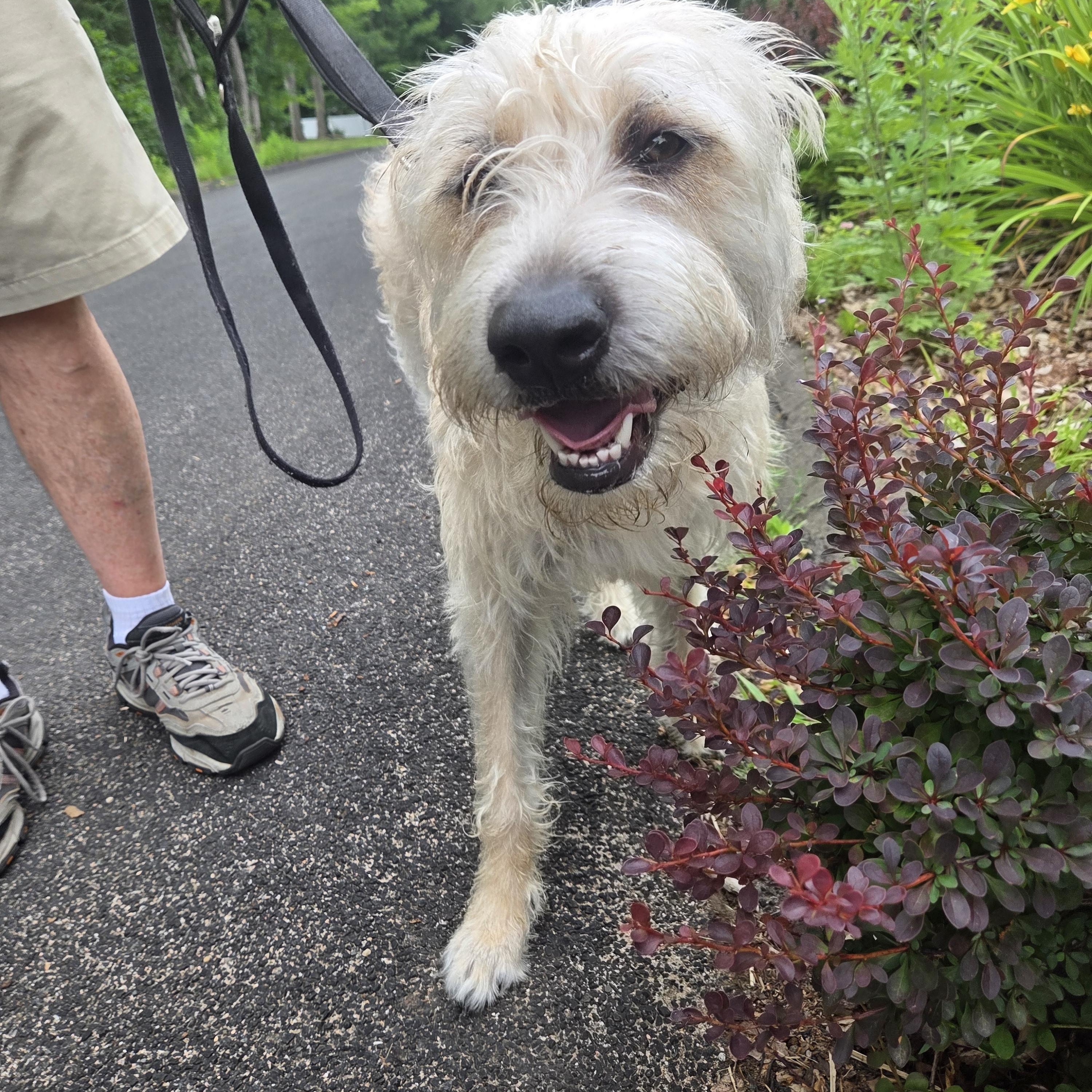 Enlarge Jessie, an adopted mixed breed in Guilford, CT image 4/6