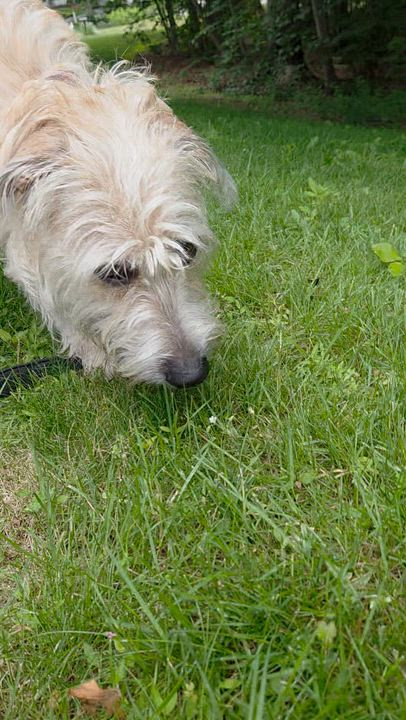 Enlarge Jessie, an adopted mixed breed in Guilford, CT video 6/6