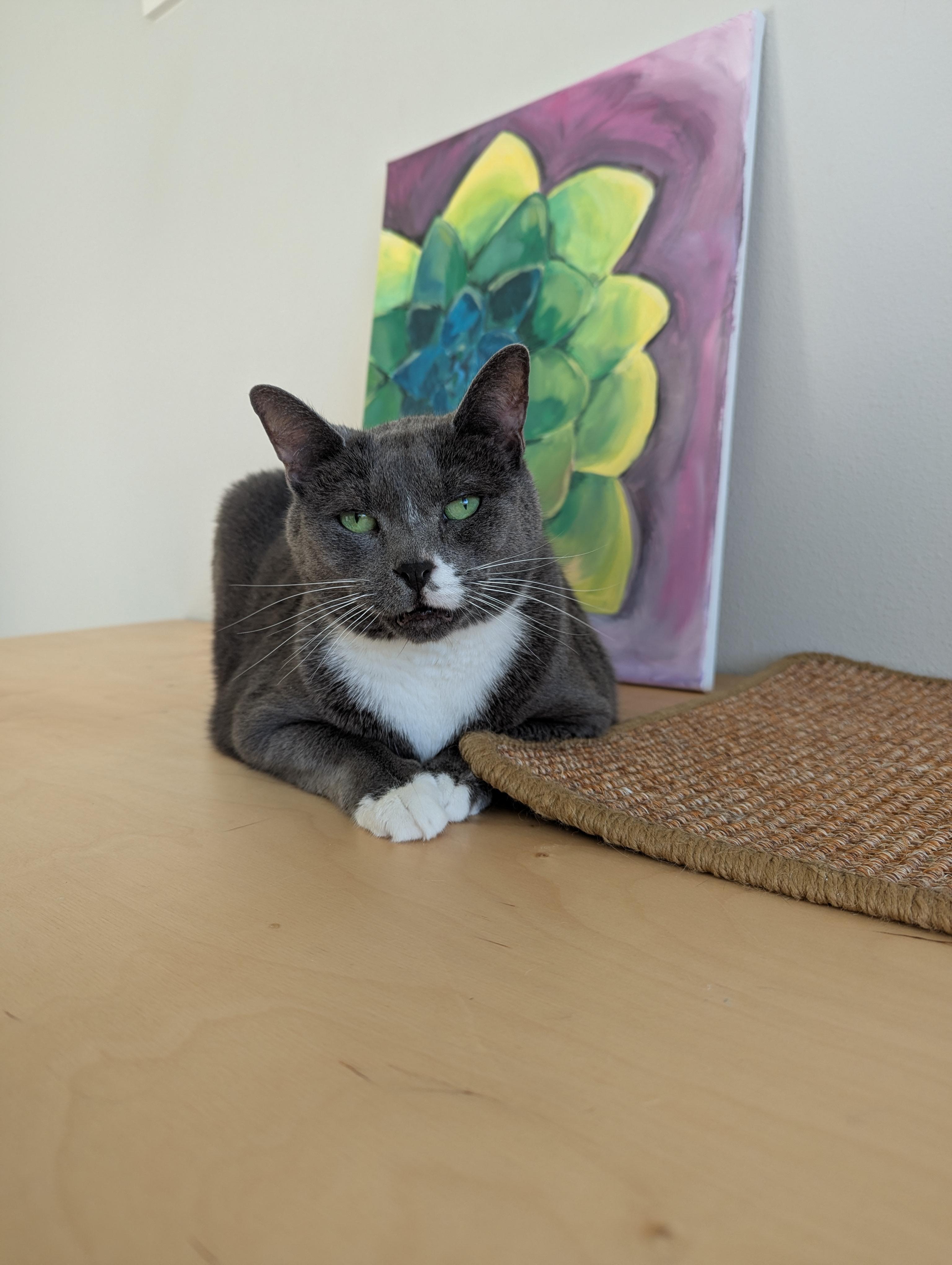 Poké, ADOPTABLE, Senior Male Domestic Short Hair & Russian Blue.
