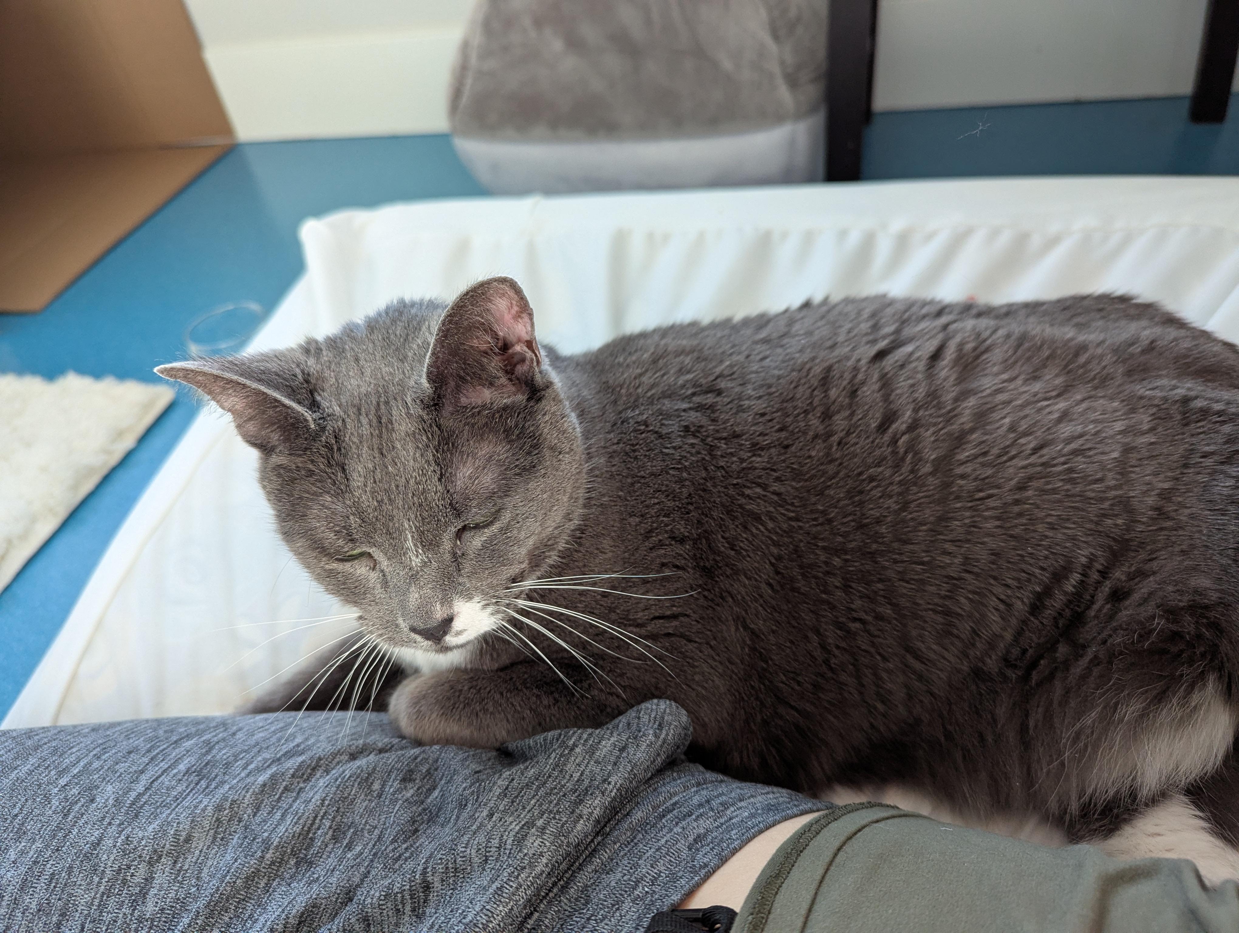 Enlarge Poké, a ADOPTABLE mixed breed in West Richland, WA image 2/6