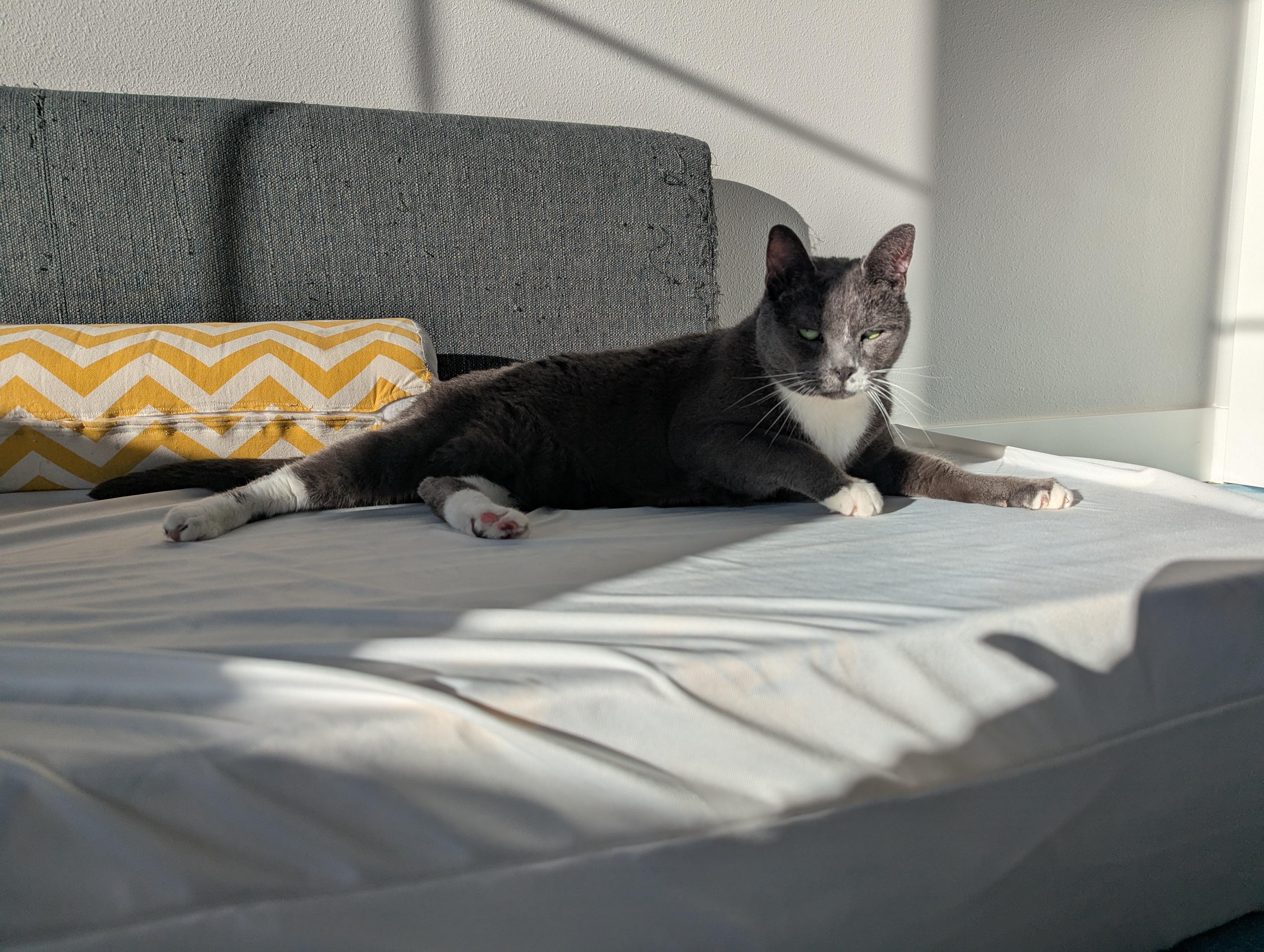 Enlarge Poké, a ADOPTABLE mixed breed in West Richland, WA image 3/6