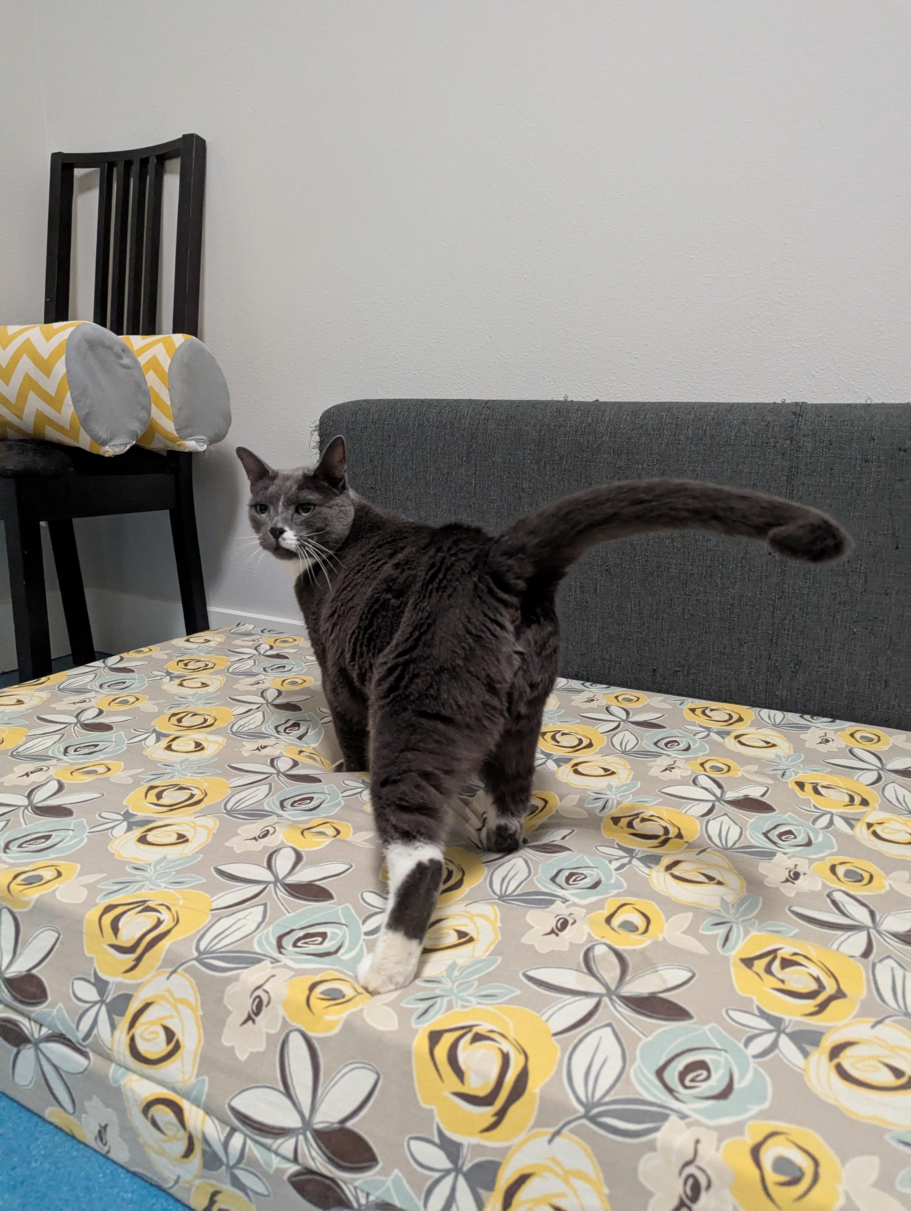 Enlarge Poké, a ADOPTABLE mixed breed in West Richland, WA image 4/6