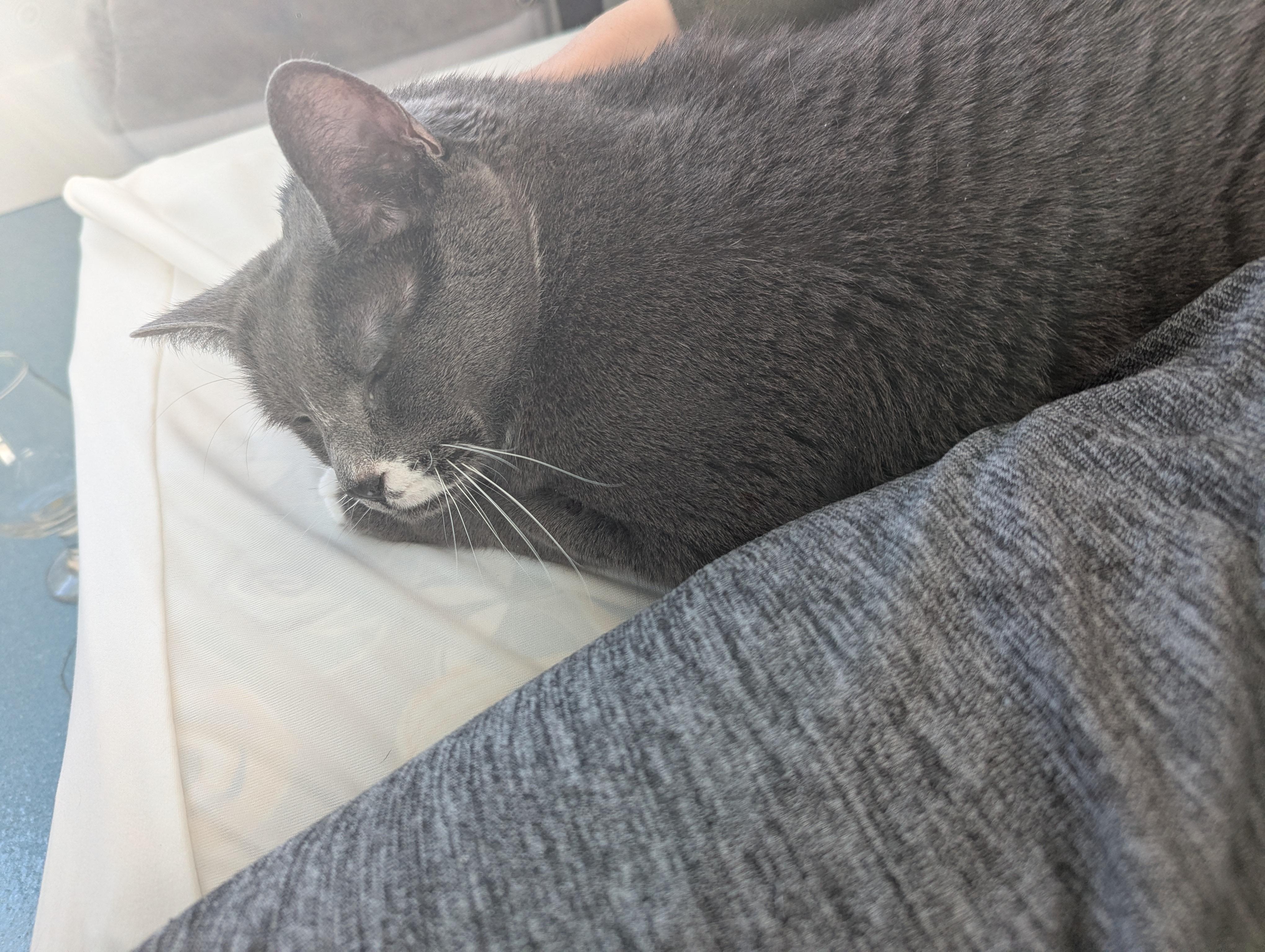 Enlarge Poké, a ADOPTABLE mixed breed in West Richland, WA image 5/6