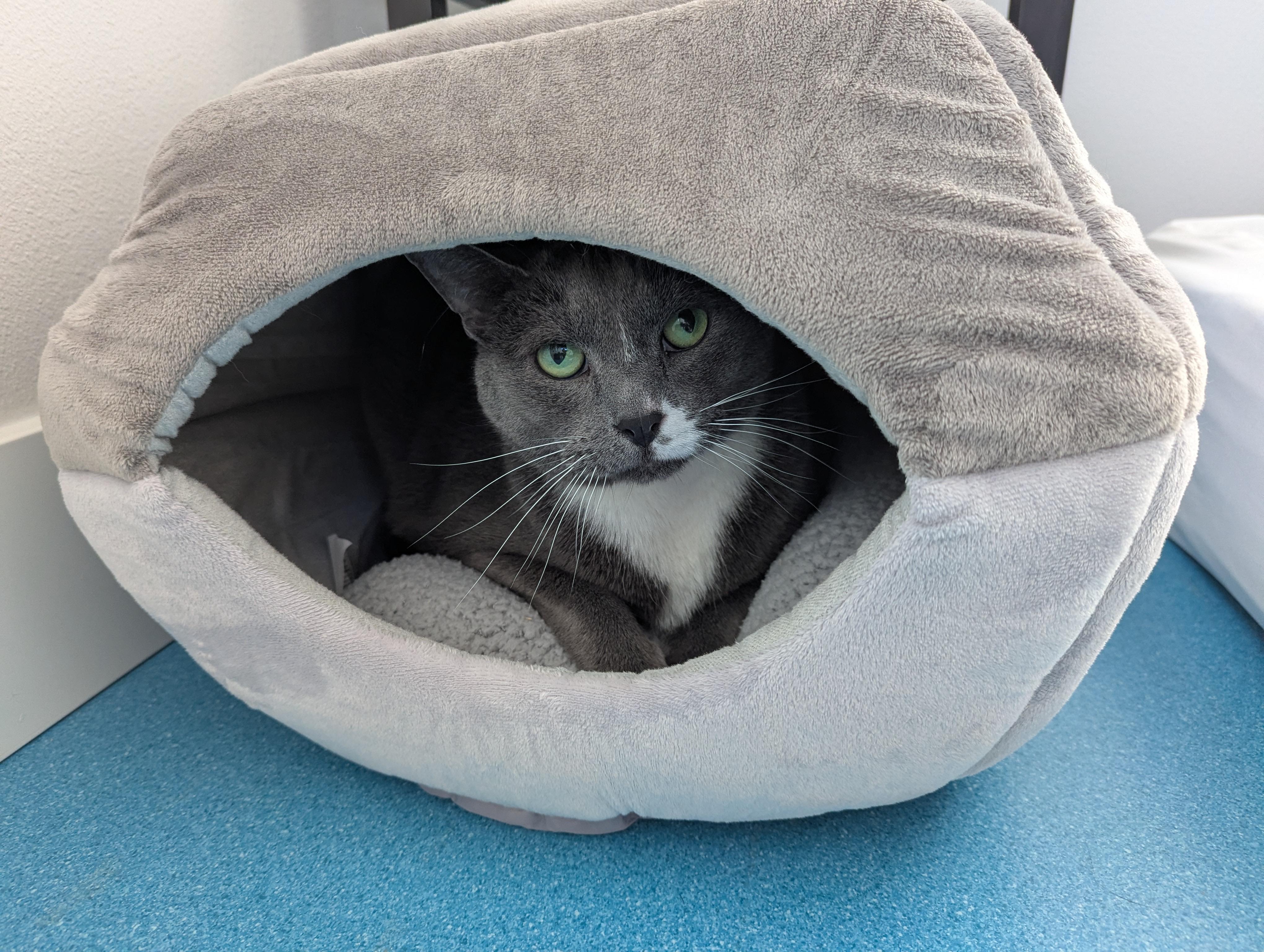 Enlarge Poké, a ADOPTABLE mixed breed in West Richland, WA image 6/6