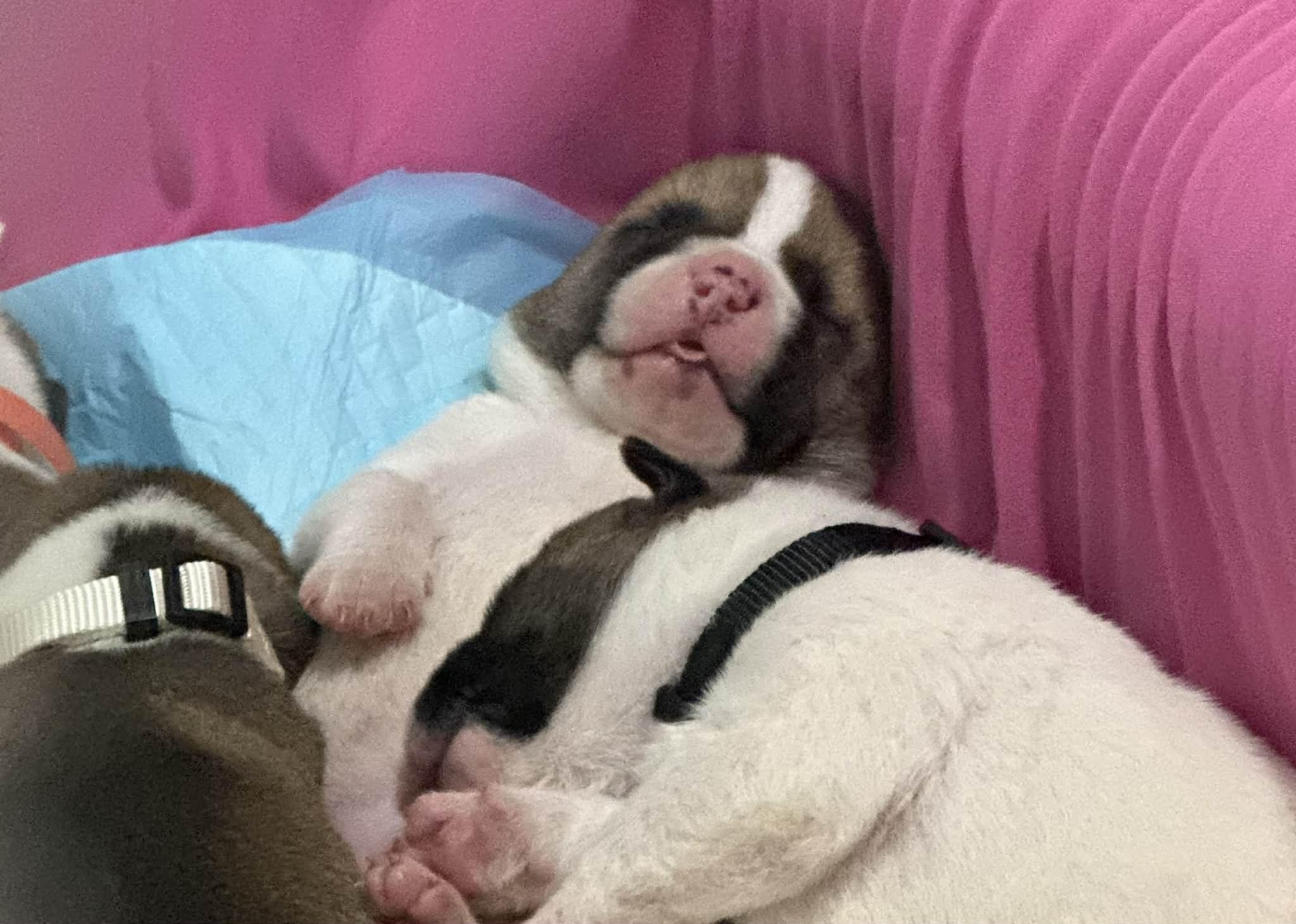 Enlarge Michael, a ADOPTABLE mixed breed in Crown Point, IN image 4/6