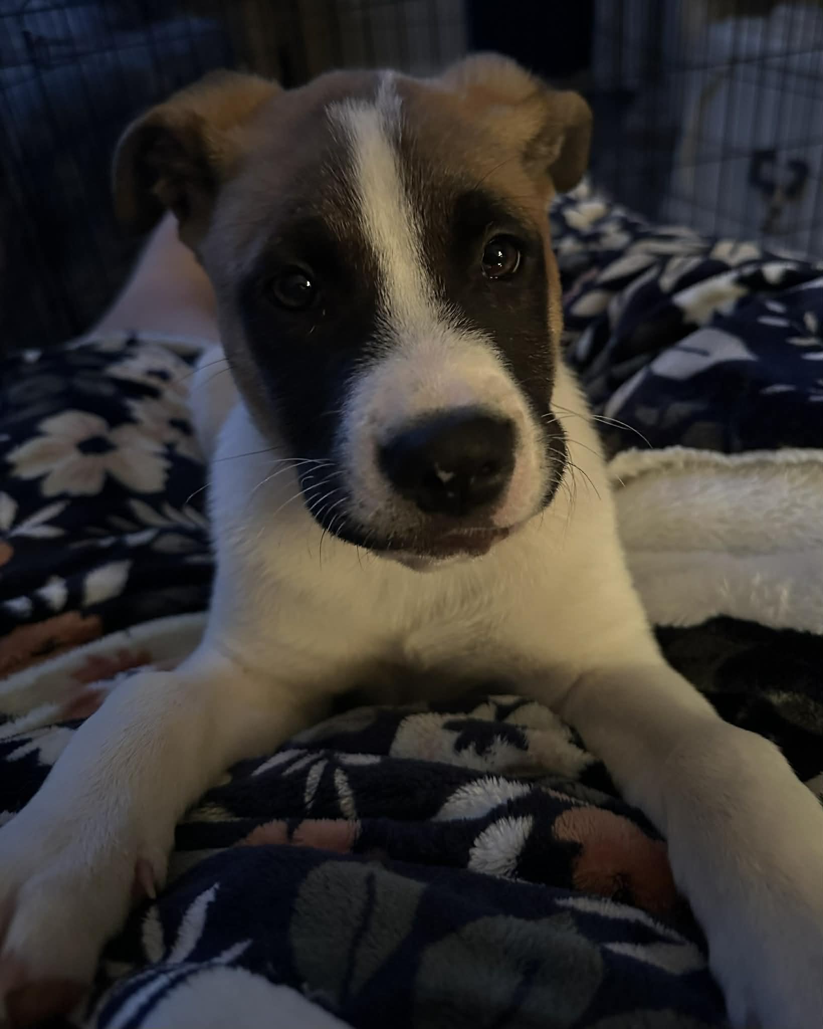 Enlarge Michael, a ADOPTABLE mixed breed in Crown Point, IN image 3/6