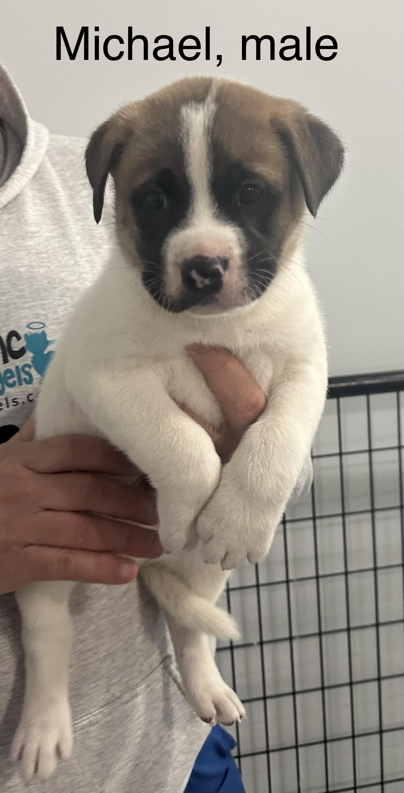 Enlarge Michael, a ADOPTABLE mixed breed in Crown Point, IN image 3/6