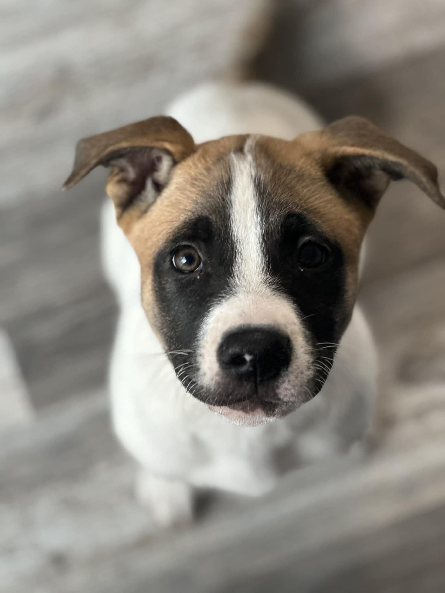 Enlarge Michael, a ADOPTABLE mixed breed in Crown Point, IN image 1/6