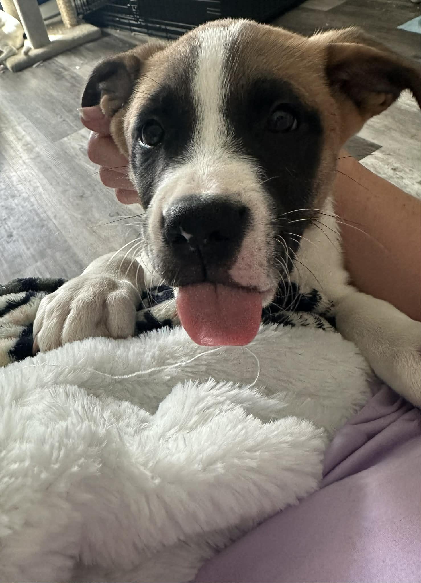 Enlarge Michael, a ADOPTABLE mixed breed in Crown Point, IN image 6/6