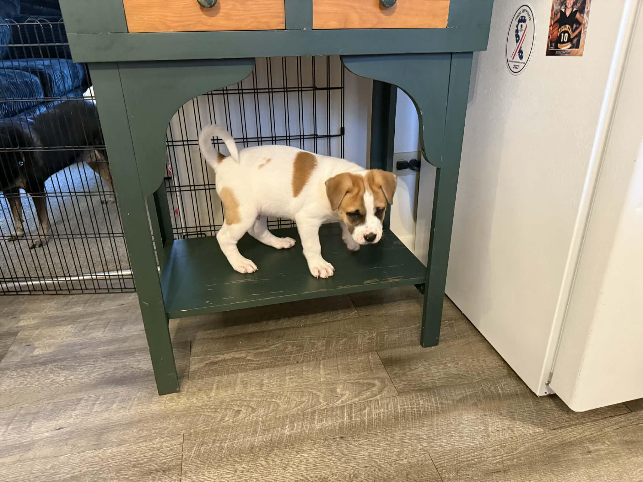 Enlarge Michael, a ADOPTABLE mixed breed in Crown Point, IN image 2/6