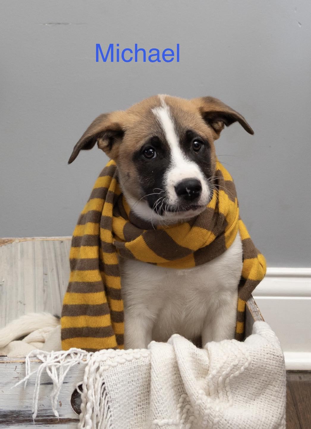 Enlarge Michael, a ADOPTABLE mixed breed in Crown Point, IN image 1/6