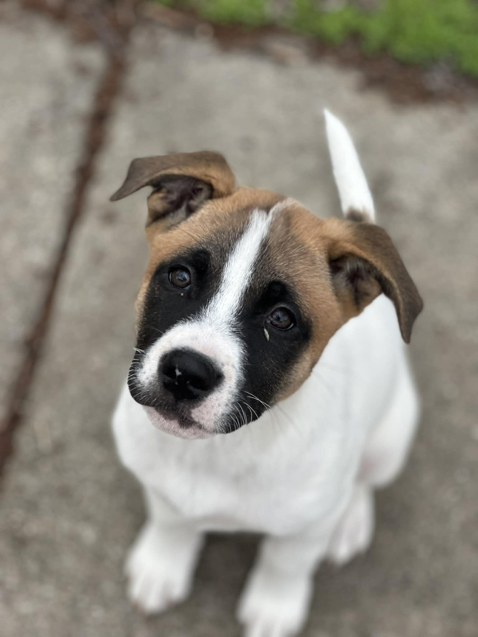 Enlarge Michael, a ADOPTABLE mixed breed in Crown Point, IN image 5/6