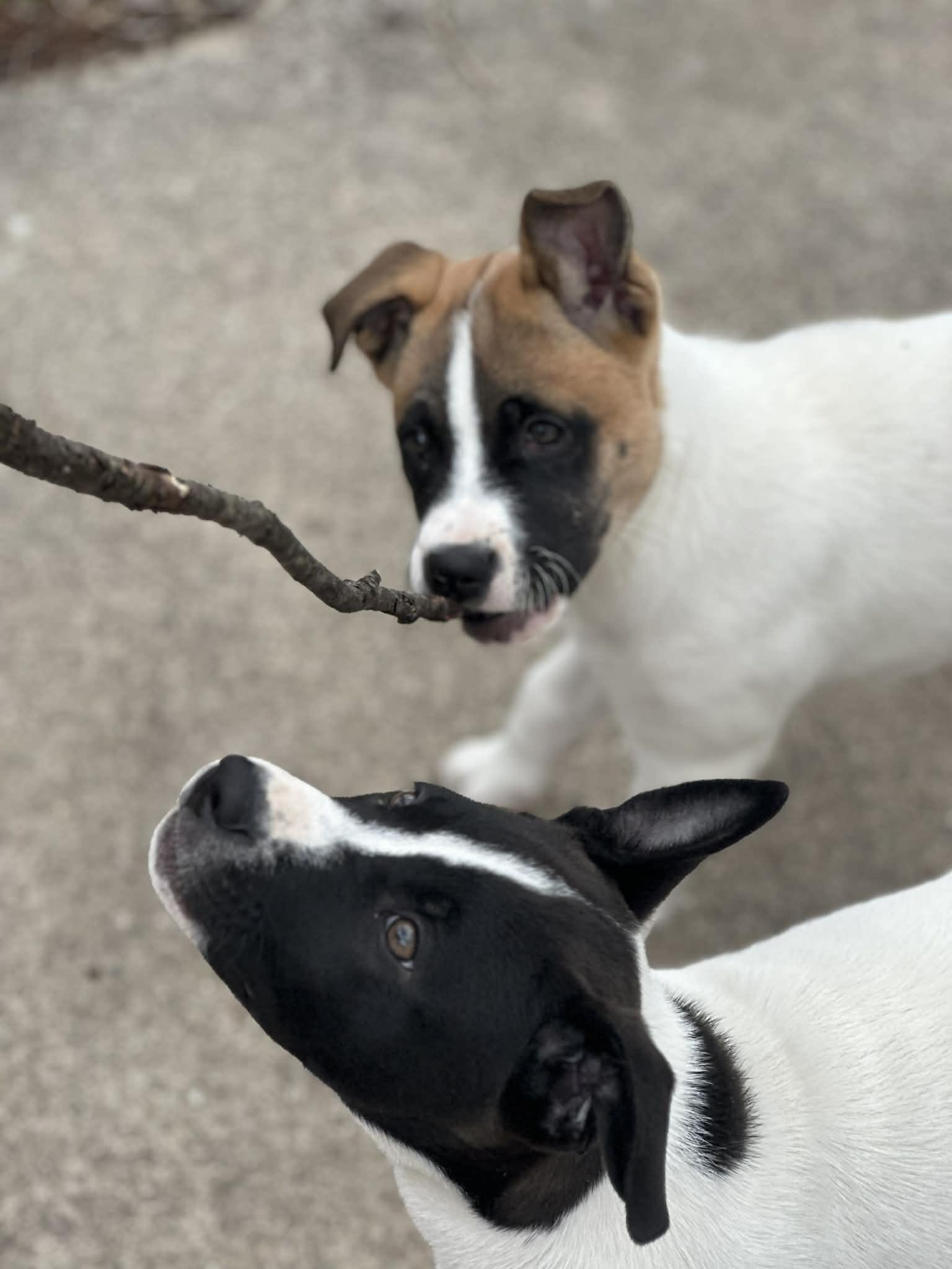 Enlarge Michael, a ADOPTABLE mixed breed in Crown Point, IN image 4/6