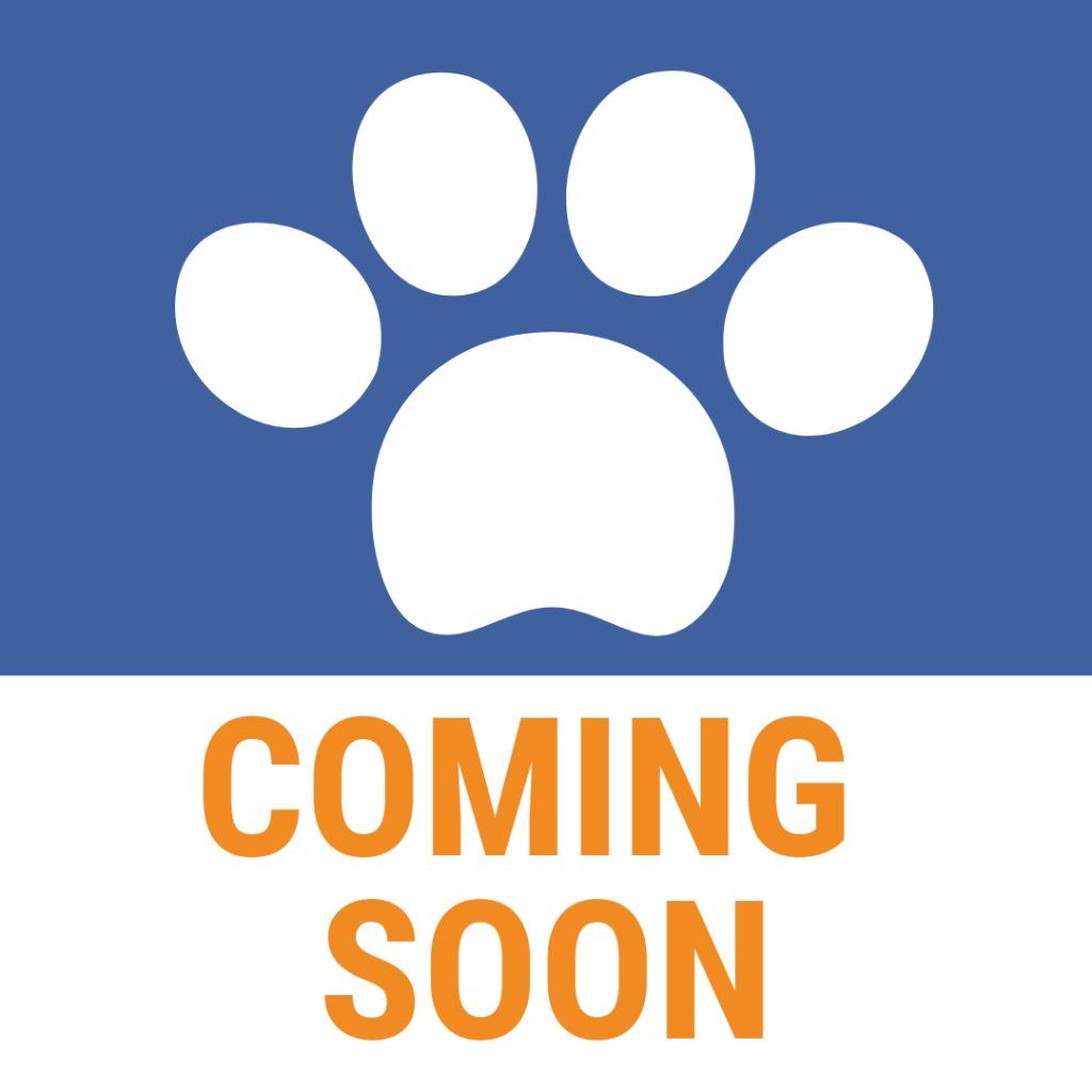 Enlarge Dog, a Adopted mixed breed in Utica, MI image 1/1