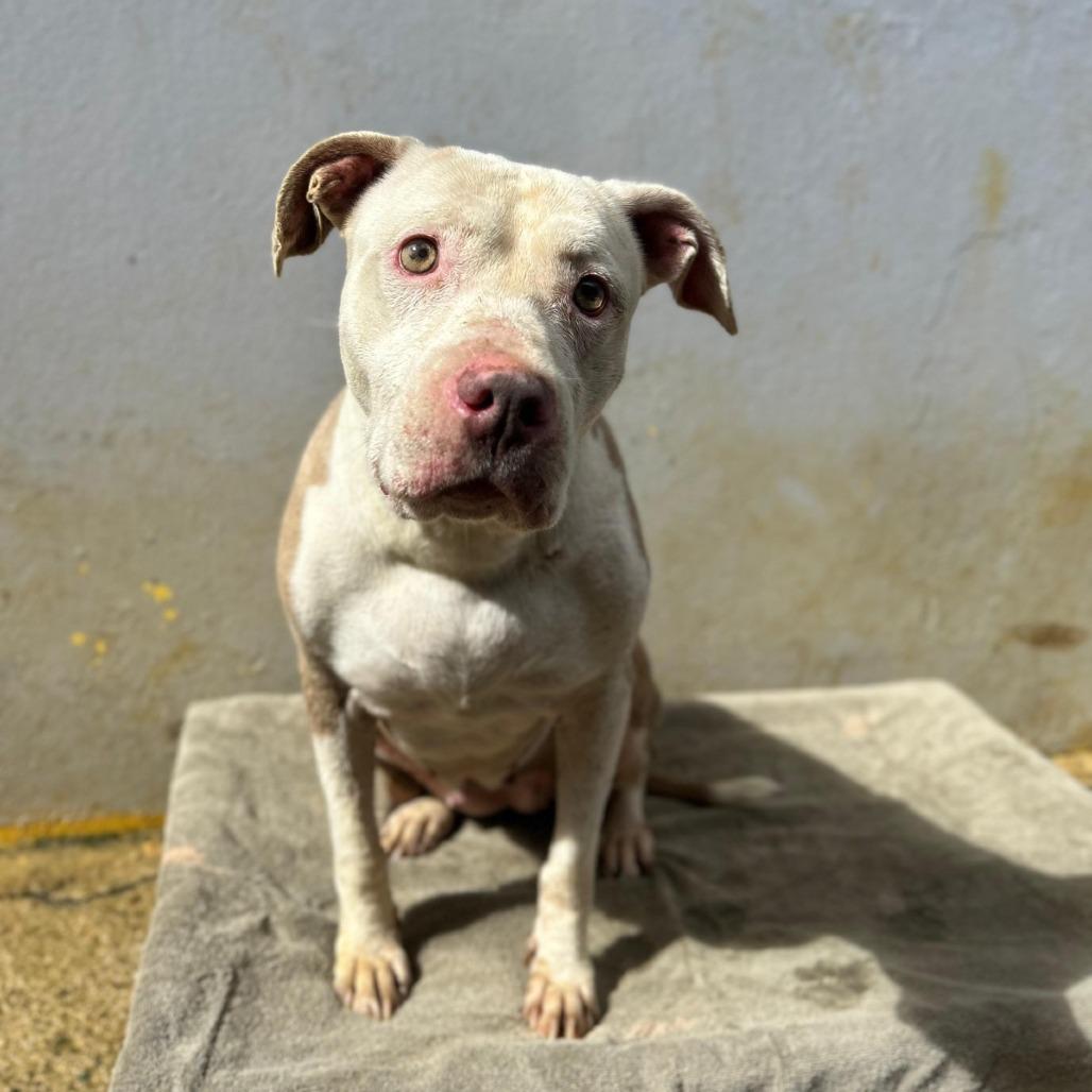 Peggy, Adoptable, Senior Female Pit Bull Terrier.