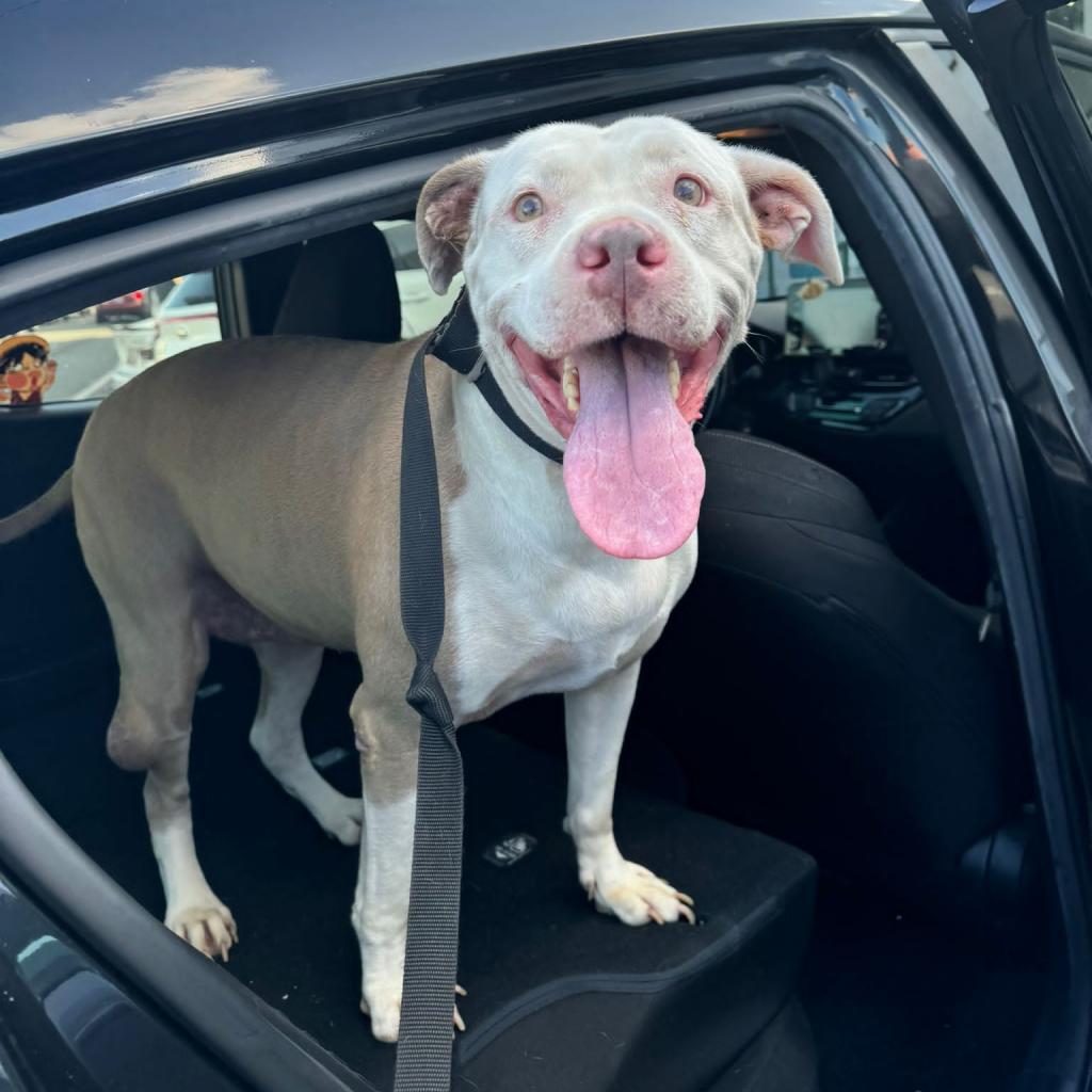 Enlarge Peggy, a Adoptable Pit Bull Terrier in San Juan, PR image 2/3