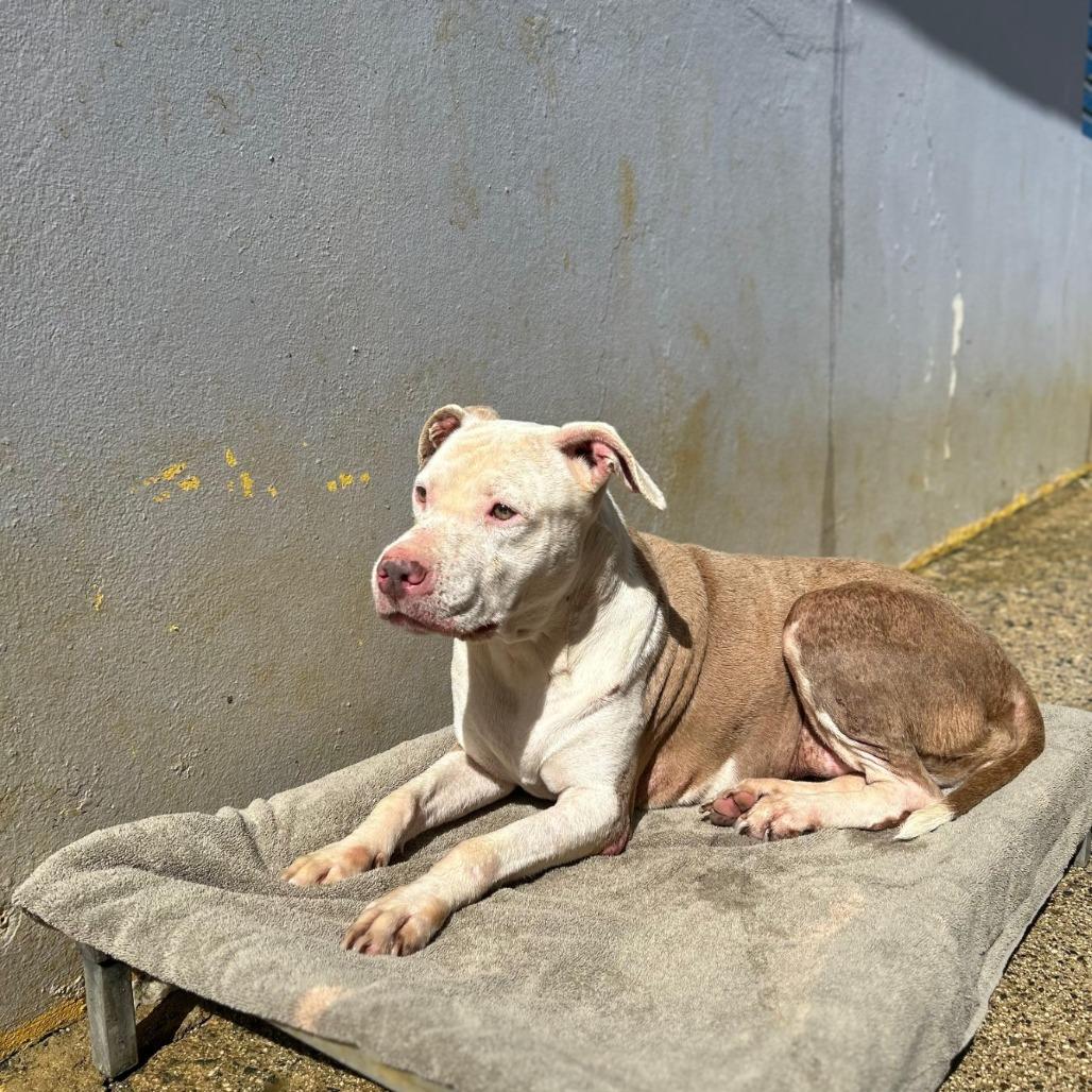 Enlarge Peggy, a Adoptable Pit Bull Terrier in San Juan, PR image 3/3