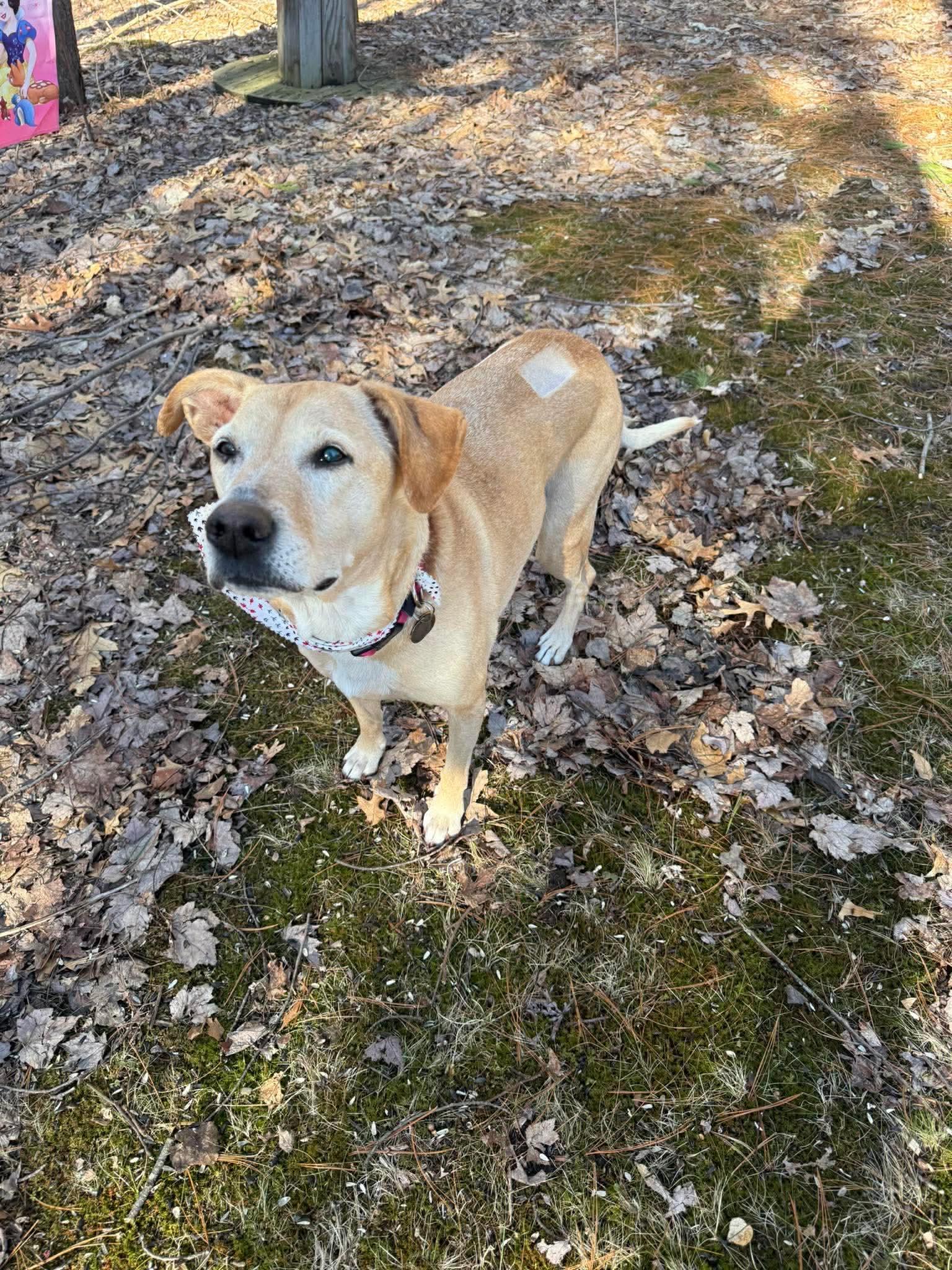 Enlarge Goldie, a ADOPTABLE Mixed Breed in Rochester , NY image 3/5