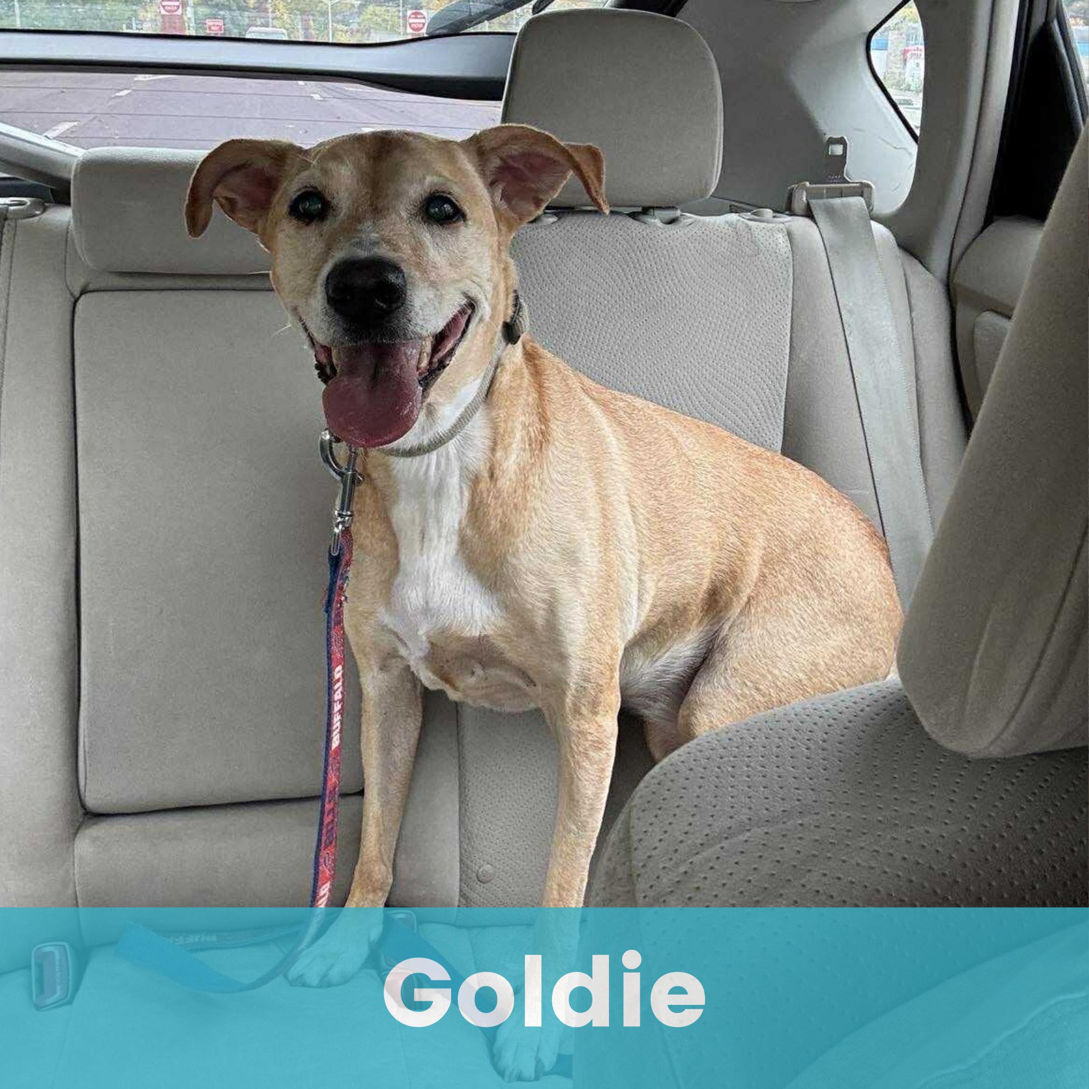 Goldie, ADOPTABLE, Senior Female Mixed Breed.
